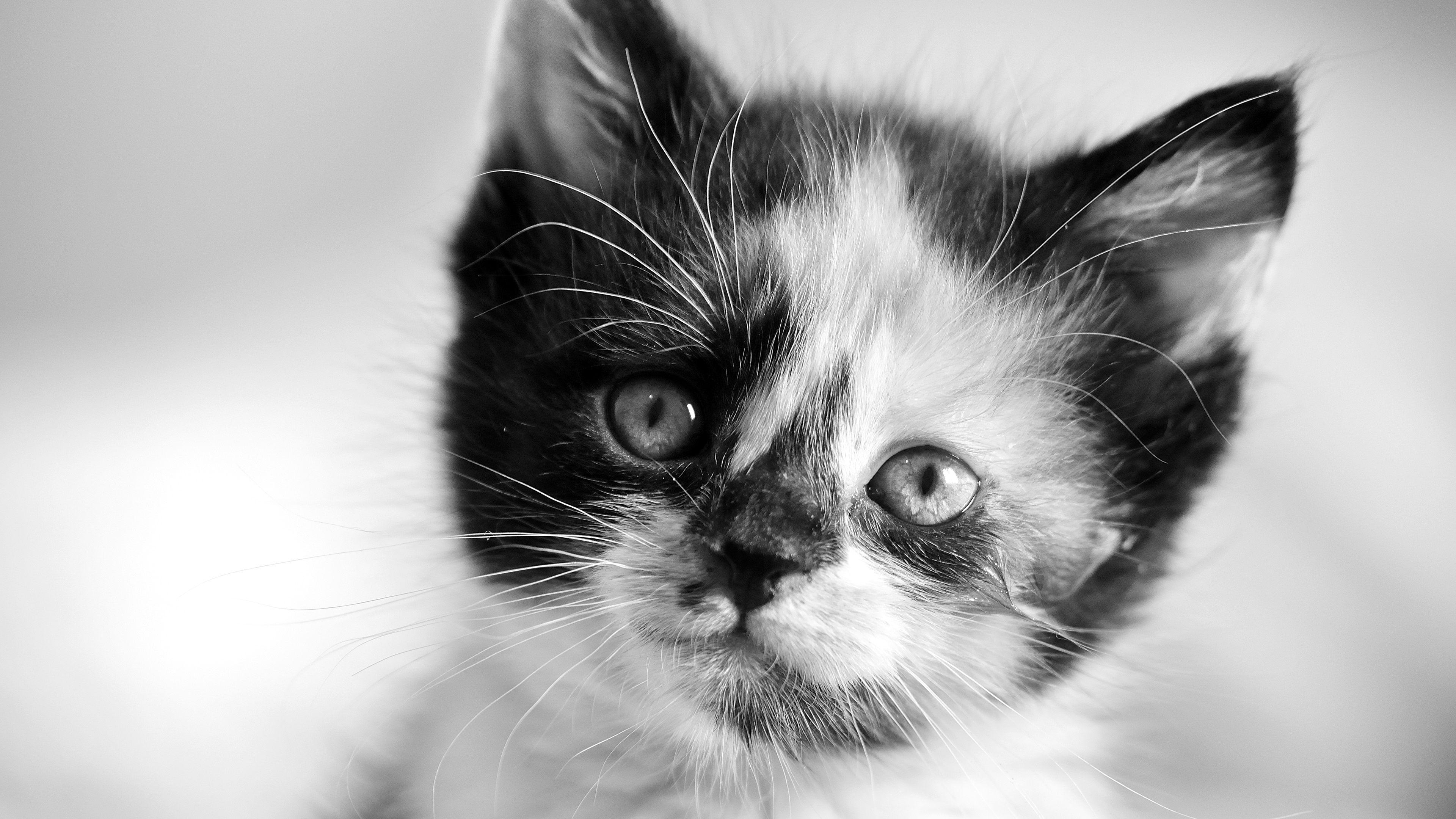 Kitten Face Covered In Milk 79 - ntj20fx