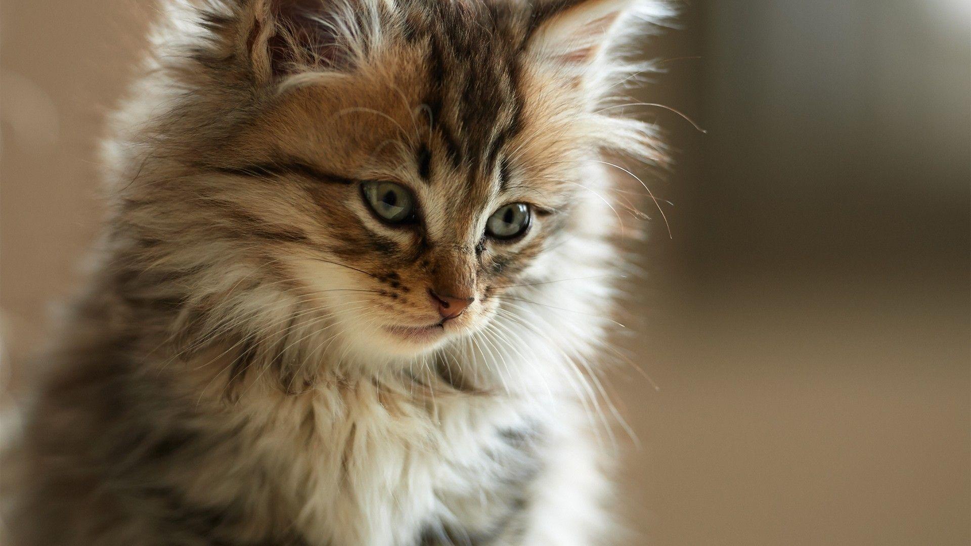 1920x1080 Download Wallpaper 1920x1080 fluffy, kitten, face, look, watch Full HD 1080p HD Background