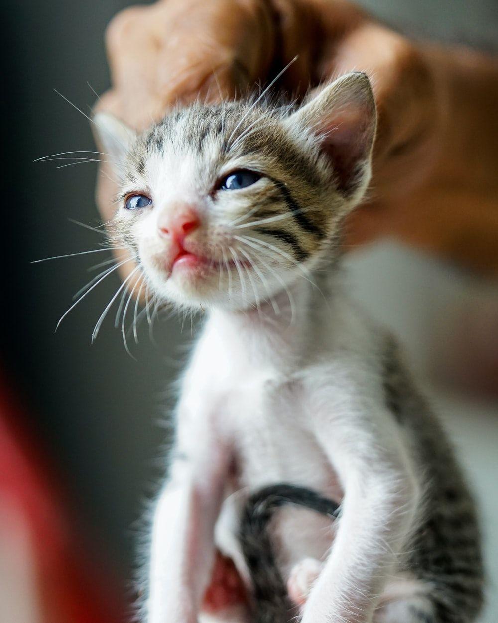 1000x1250 Kitten Image. Download Free Image
