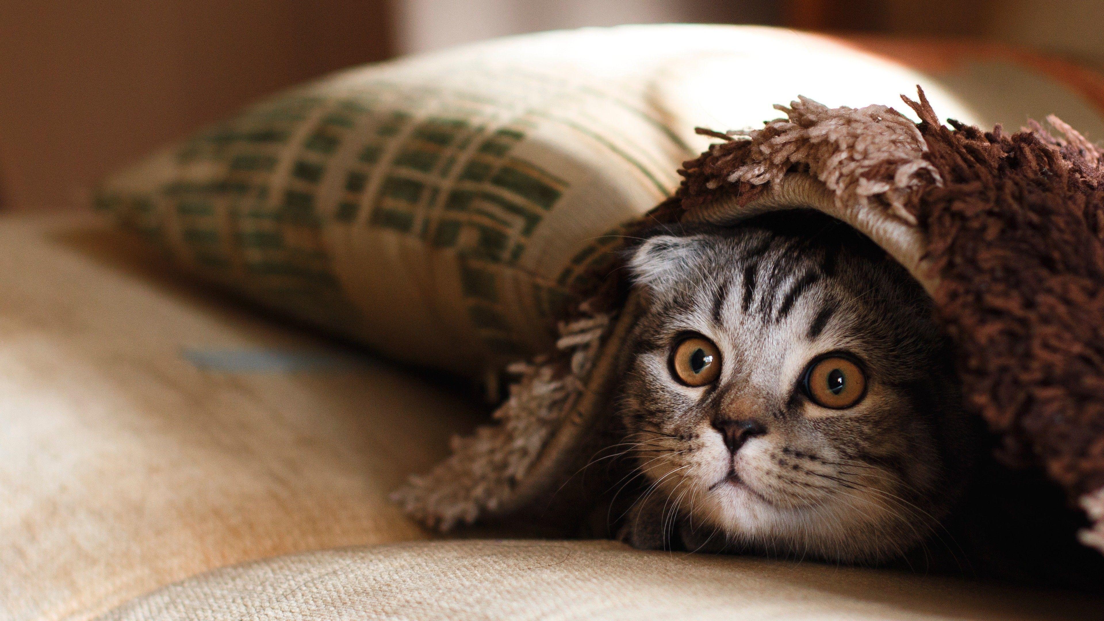 3840x2160 Cute Kitten Face 4K Wallpaper
