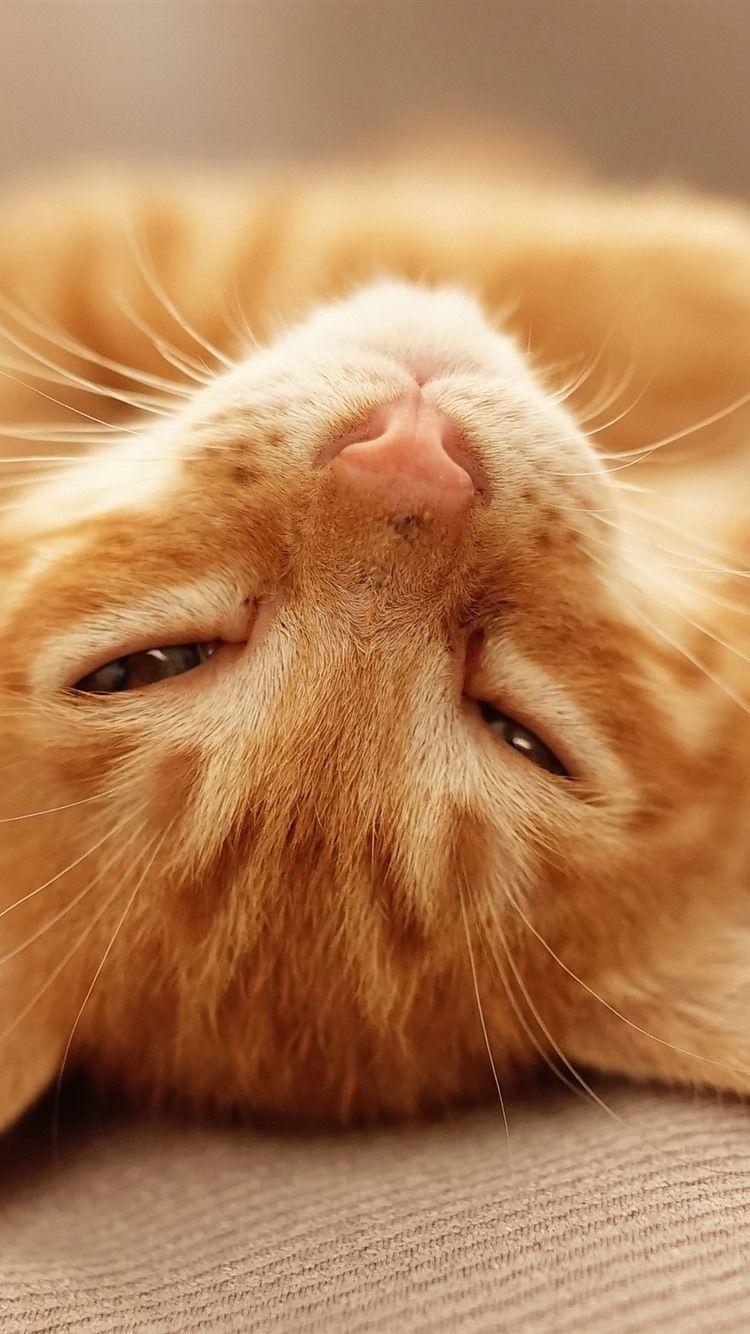 750x1334 Cute Kitten Sleeping, Look 750x1334 IPhone 8 7 6 6S Wallpaper, Background, Picture, Image