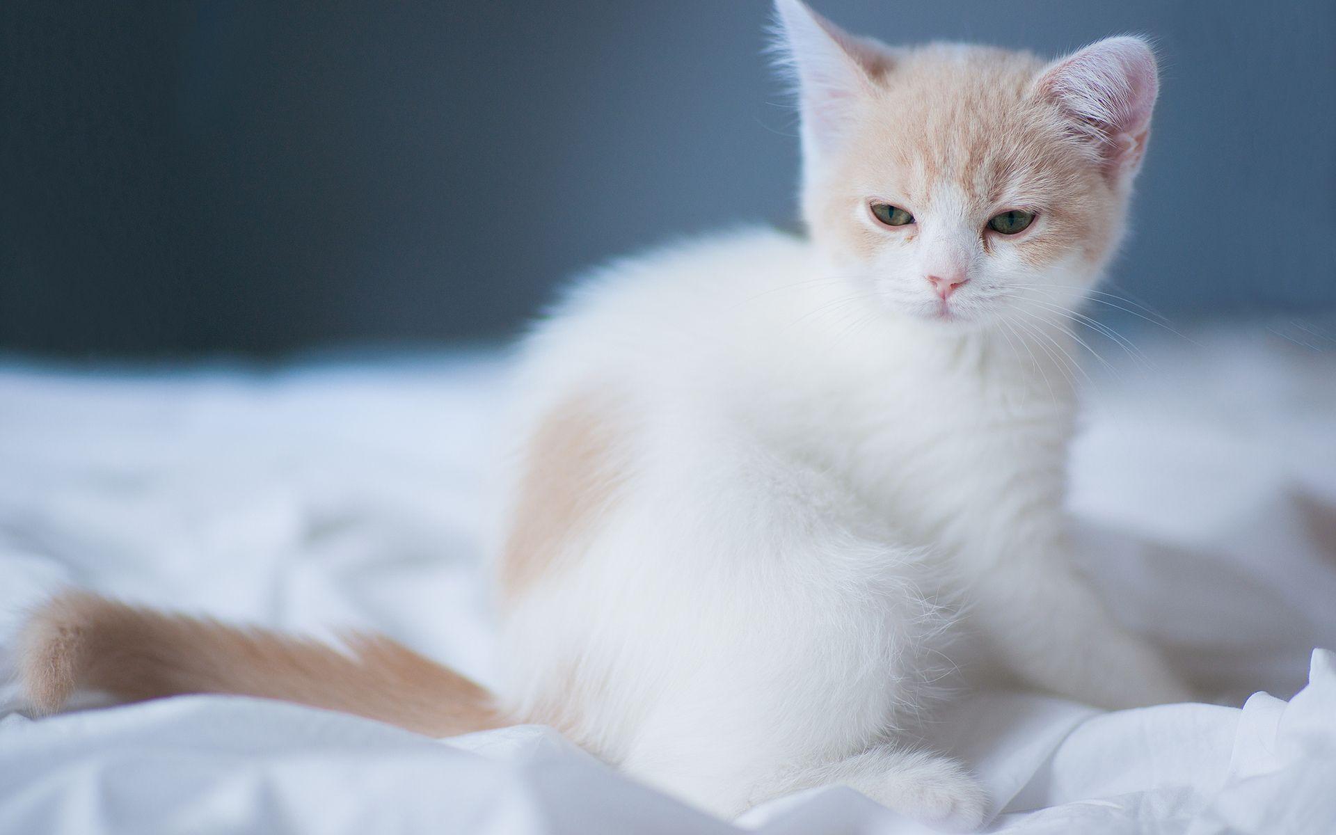 1920x1200 cats, Kittens, Babies, Cute, Face, Eyes Wallpaper HD / Desktop and Mobile Background