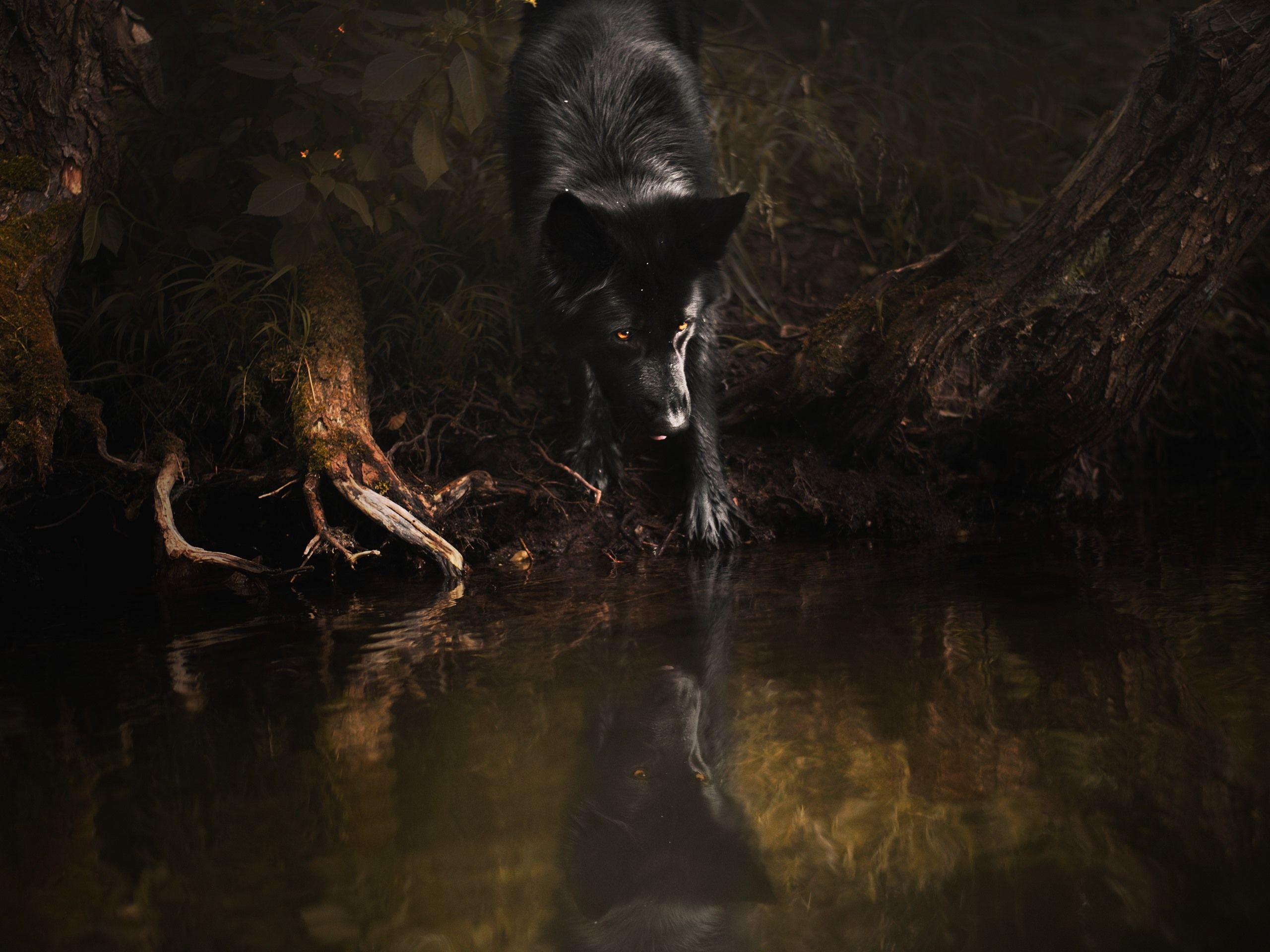 2560x1920 Wallpaper Black wolf, yellow eyes, water 3840x2160 UHD 4K Picture, Image