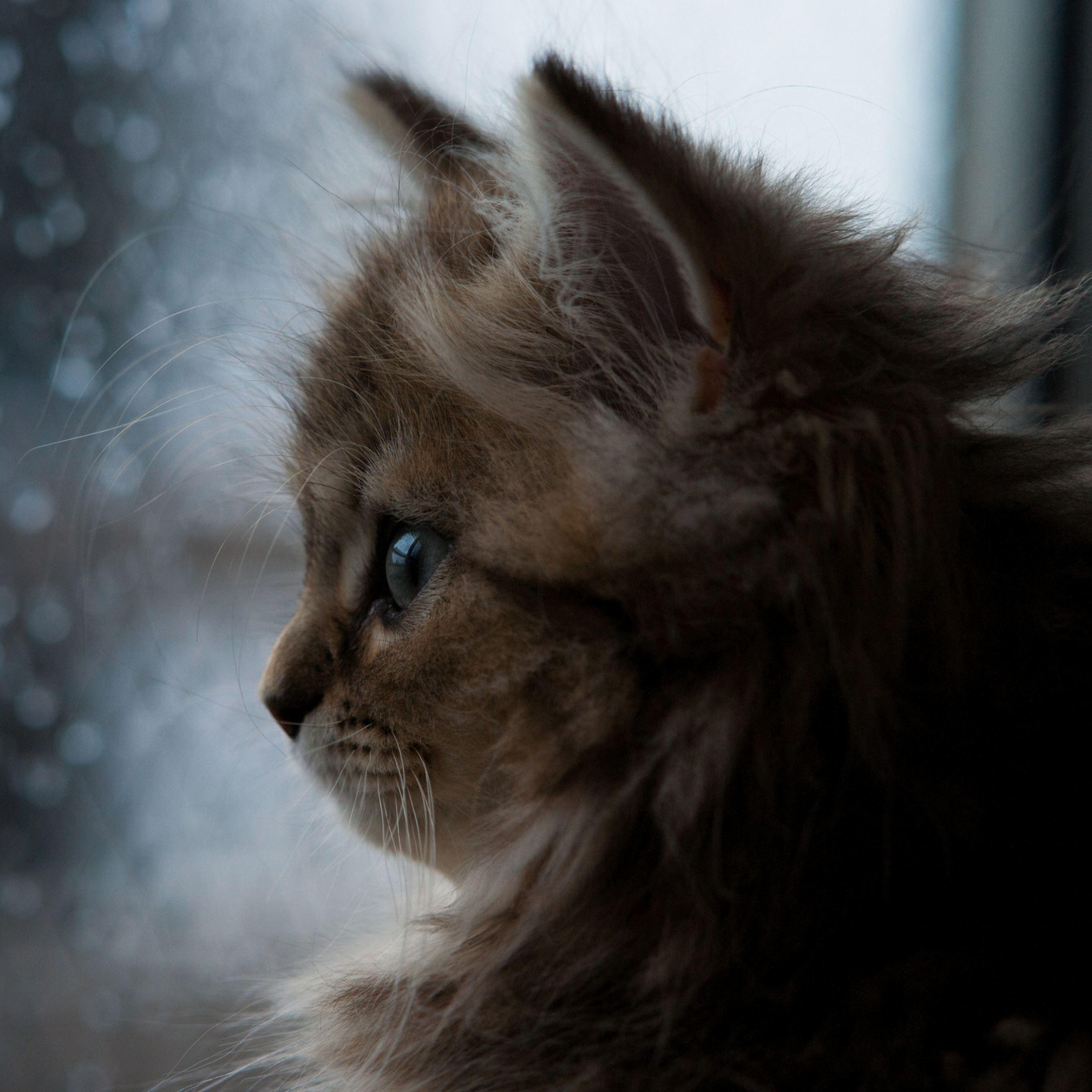 2732x2732 Kitten face window fluffy iPad Pro Wallpaper Free Download