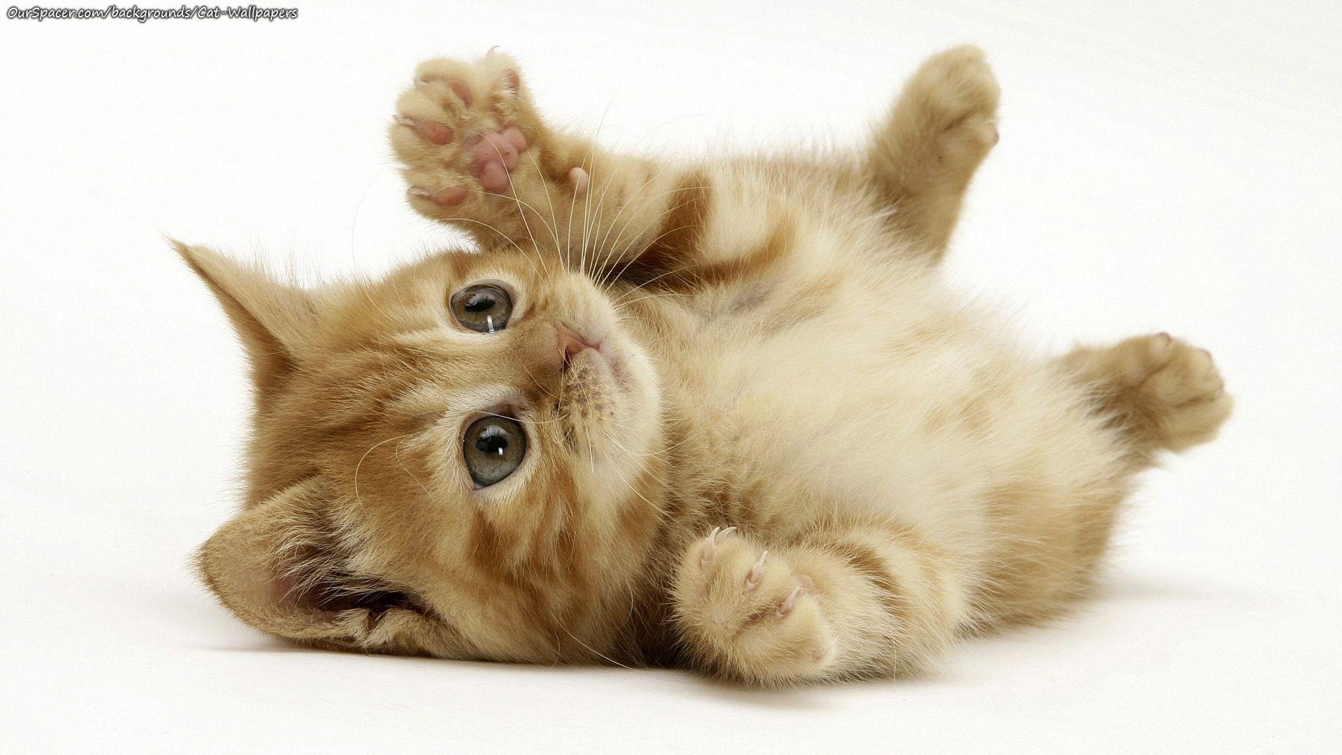 1920x1080 Cutie kitten looks like a little baby waiting to be carried wallpaper for myspace and twitter background, Furry cat serious face wallpaper for myspace and twitter background, Grey kitten stalking his prey