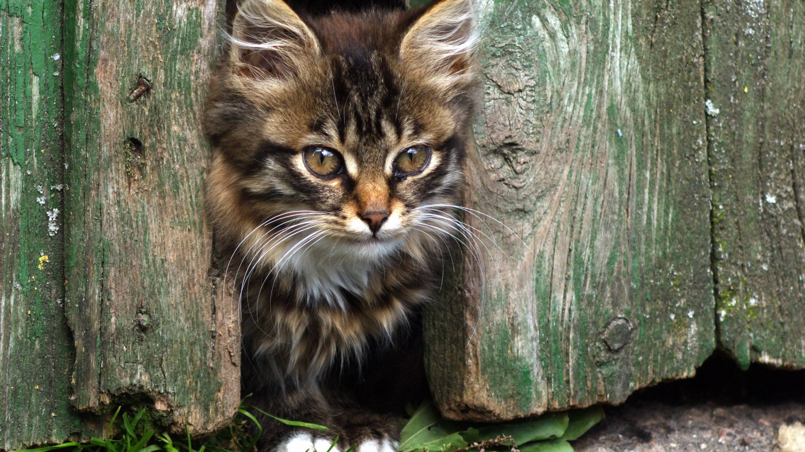 2560x1440 kitten, face, fluffy 1440P Resolution Wallpaper, HD Animals 4K Wallpaper, Image, Photo and Background