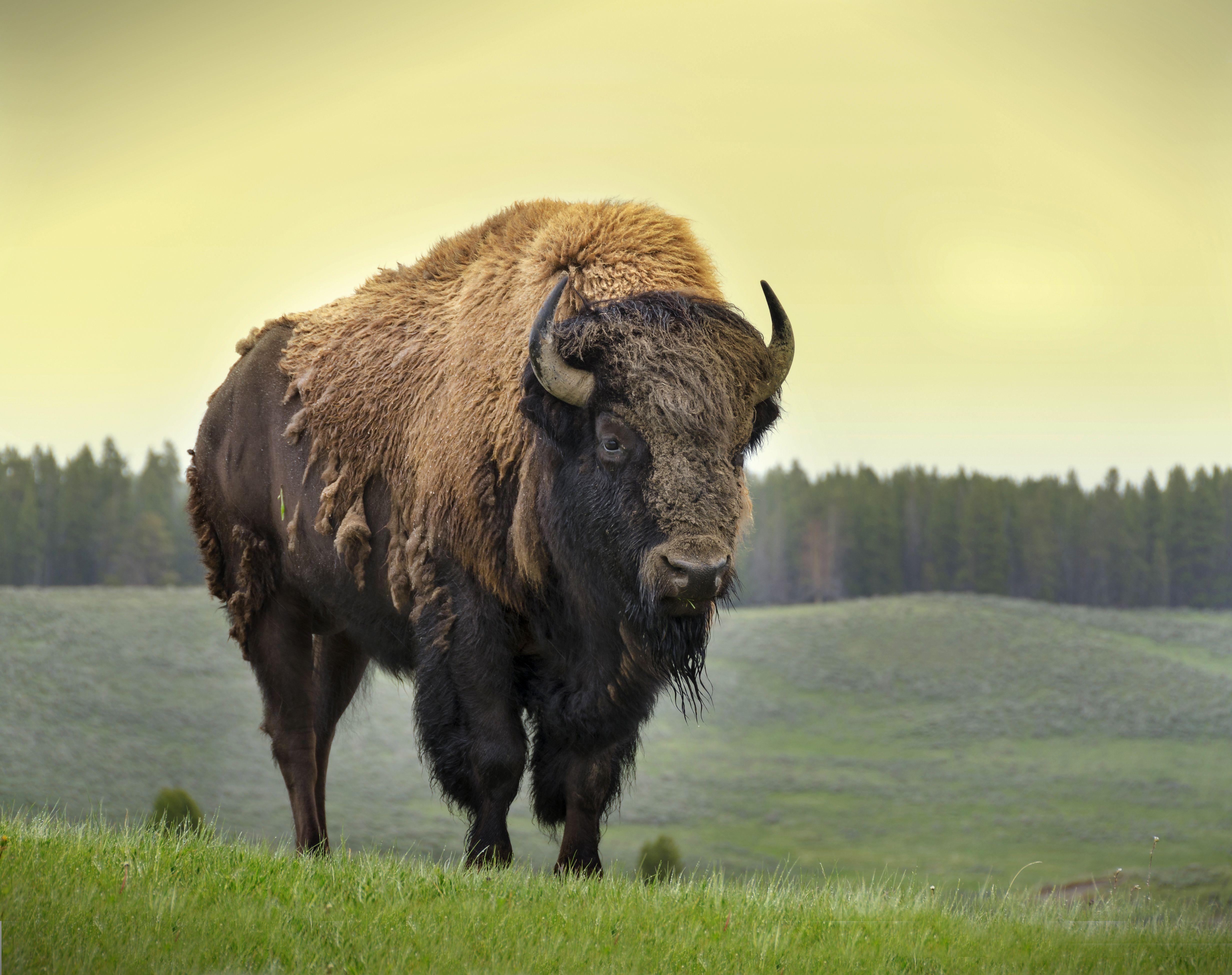 American Bison Wallpapers Top Free American Bison Backgrounds