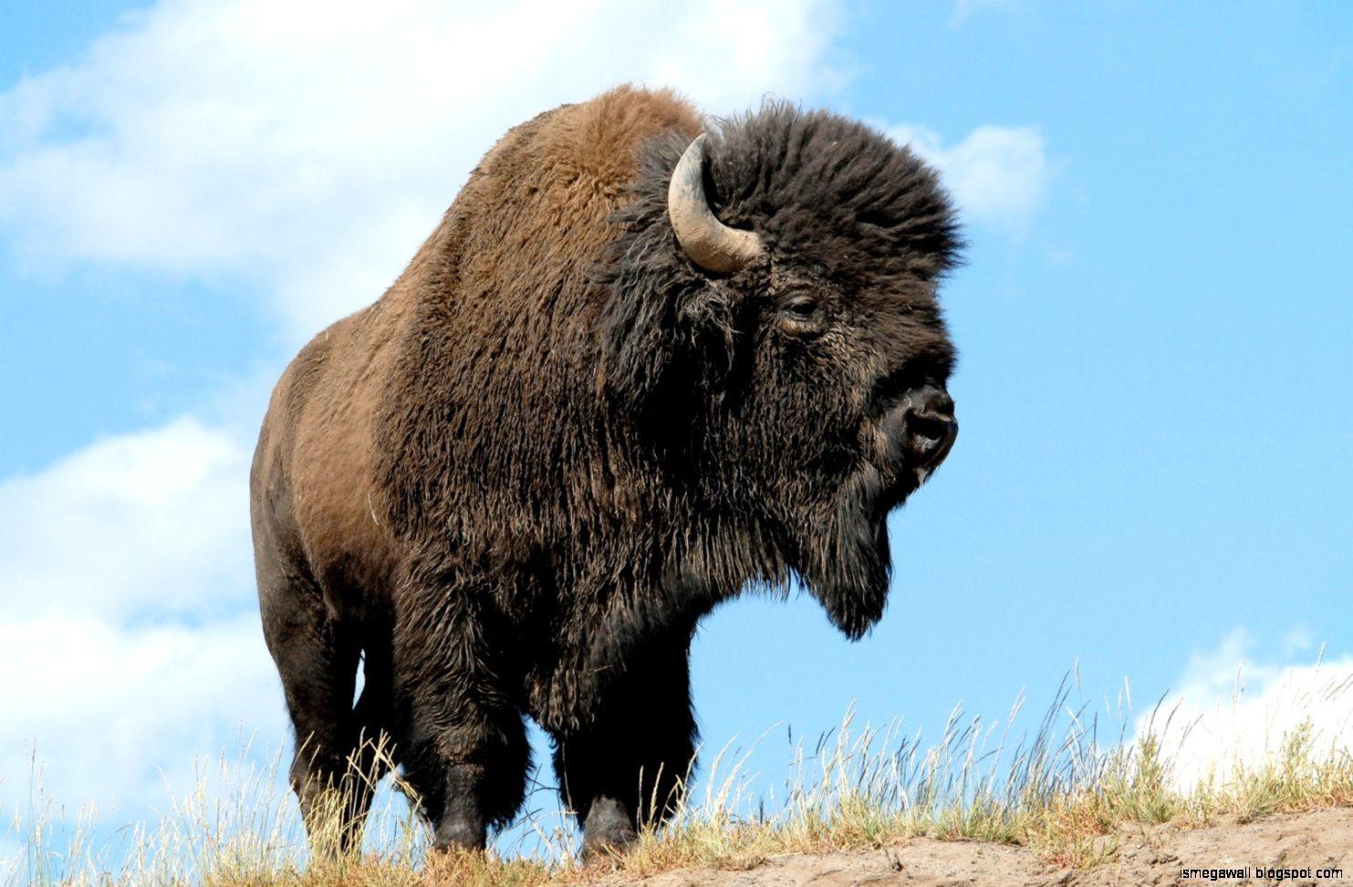 1483x972 American Bison Picture