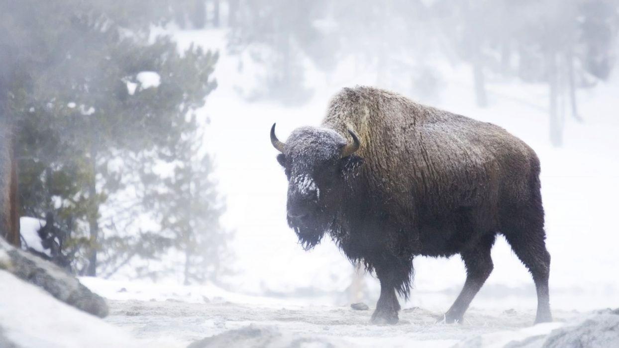 1244x700 Winter Bison Wallpaper