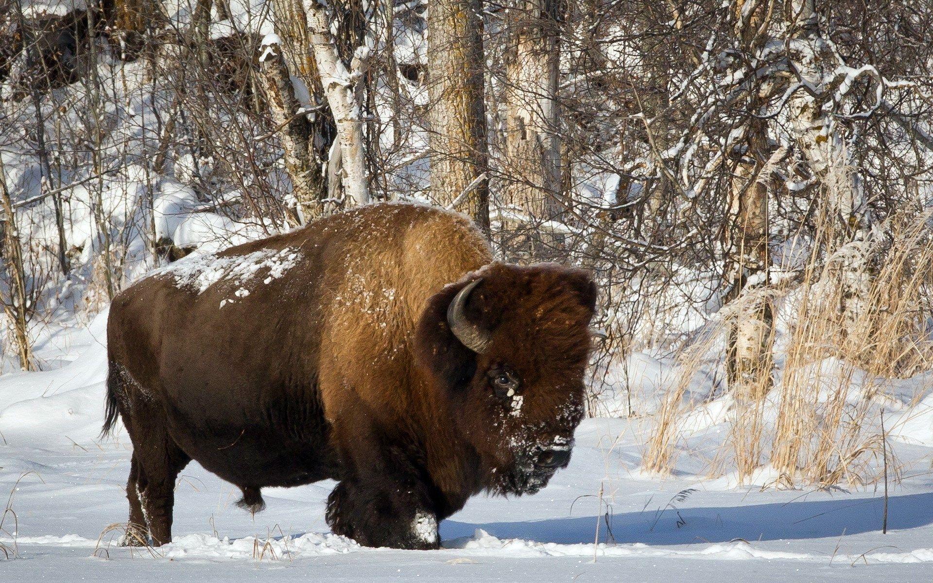 American Bison Wallpapers - Top Free American Bison Backgrounds ...