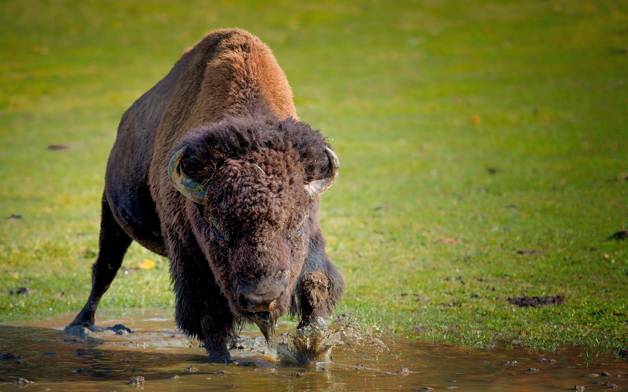 American Bison Wallpapers - Top Free American Bison Backgrounds ...