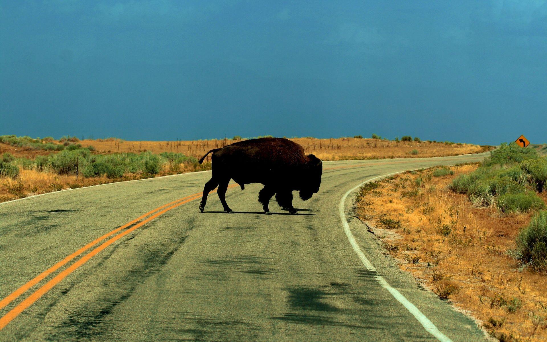 1920x1200 American Bison Buffalo On Antelope Island Utah Wallpaper Phone HD Wallpaper