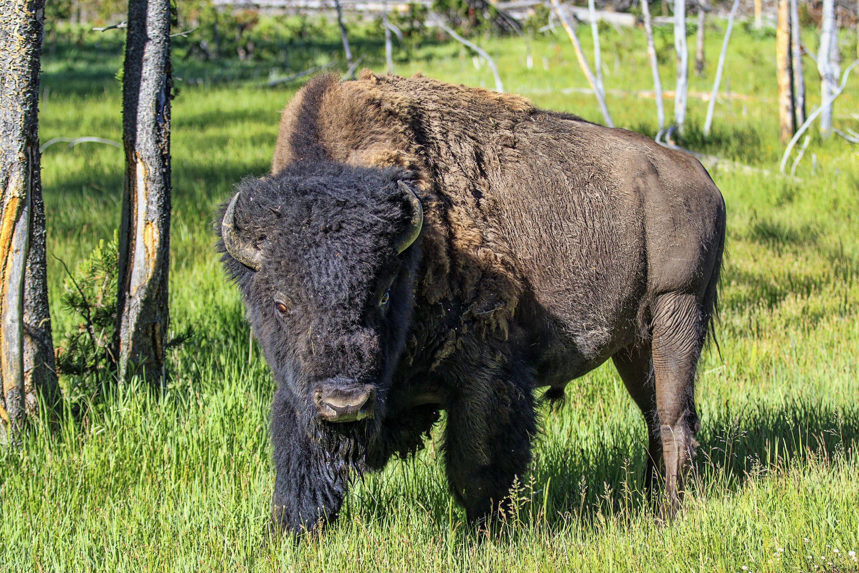 3000x2000 Native American Bison Wallpaper .