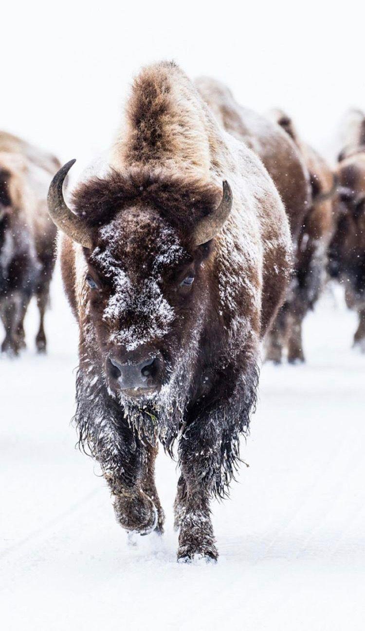 750x1295 Be The Bison. Buffalo, Bison, Wood badge