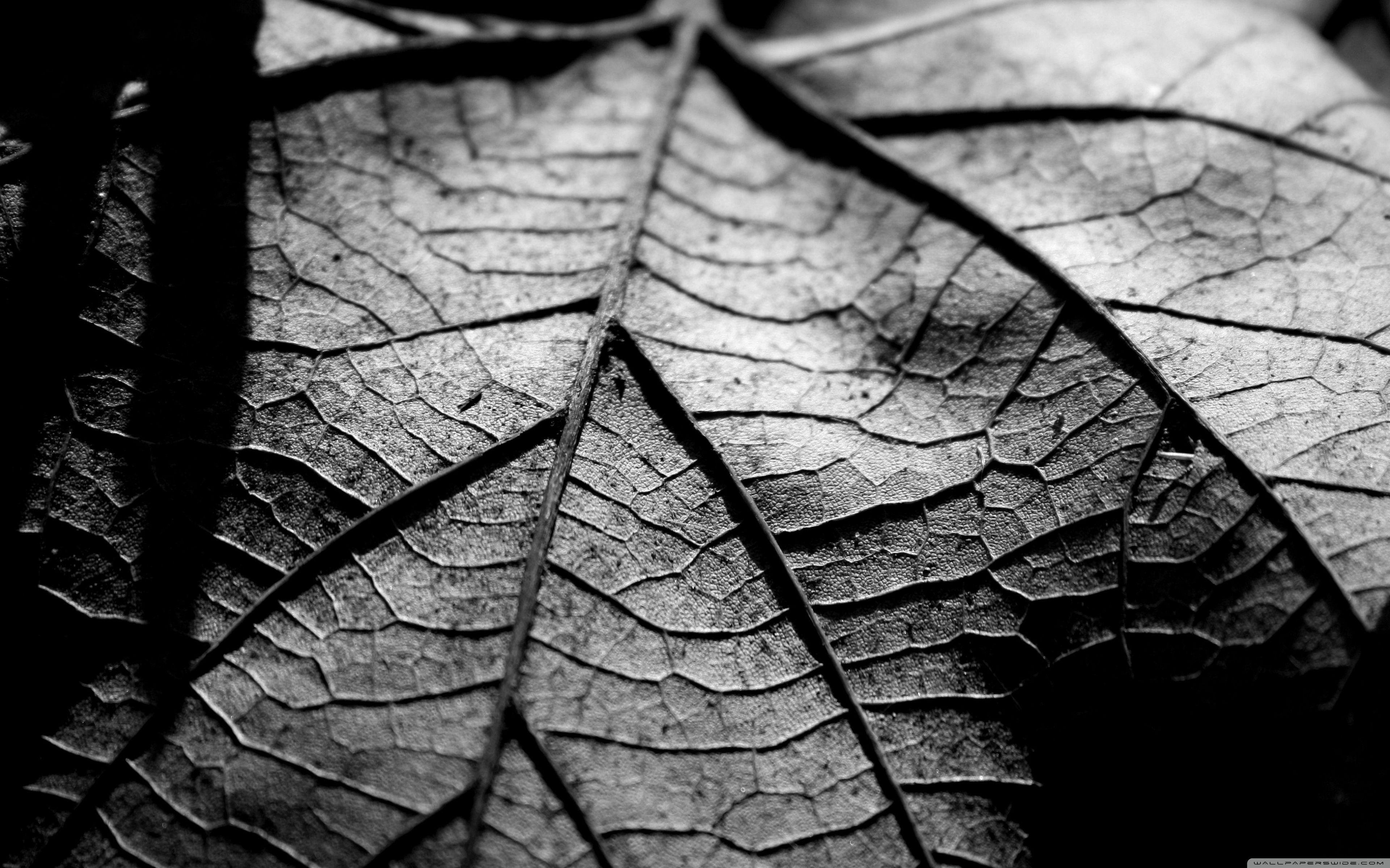 Black and White Leaf Wallpaper
