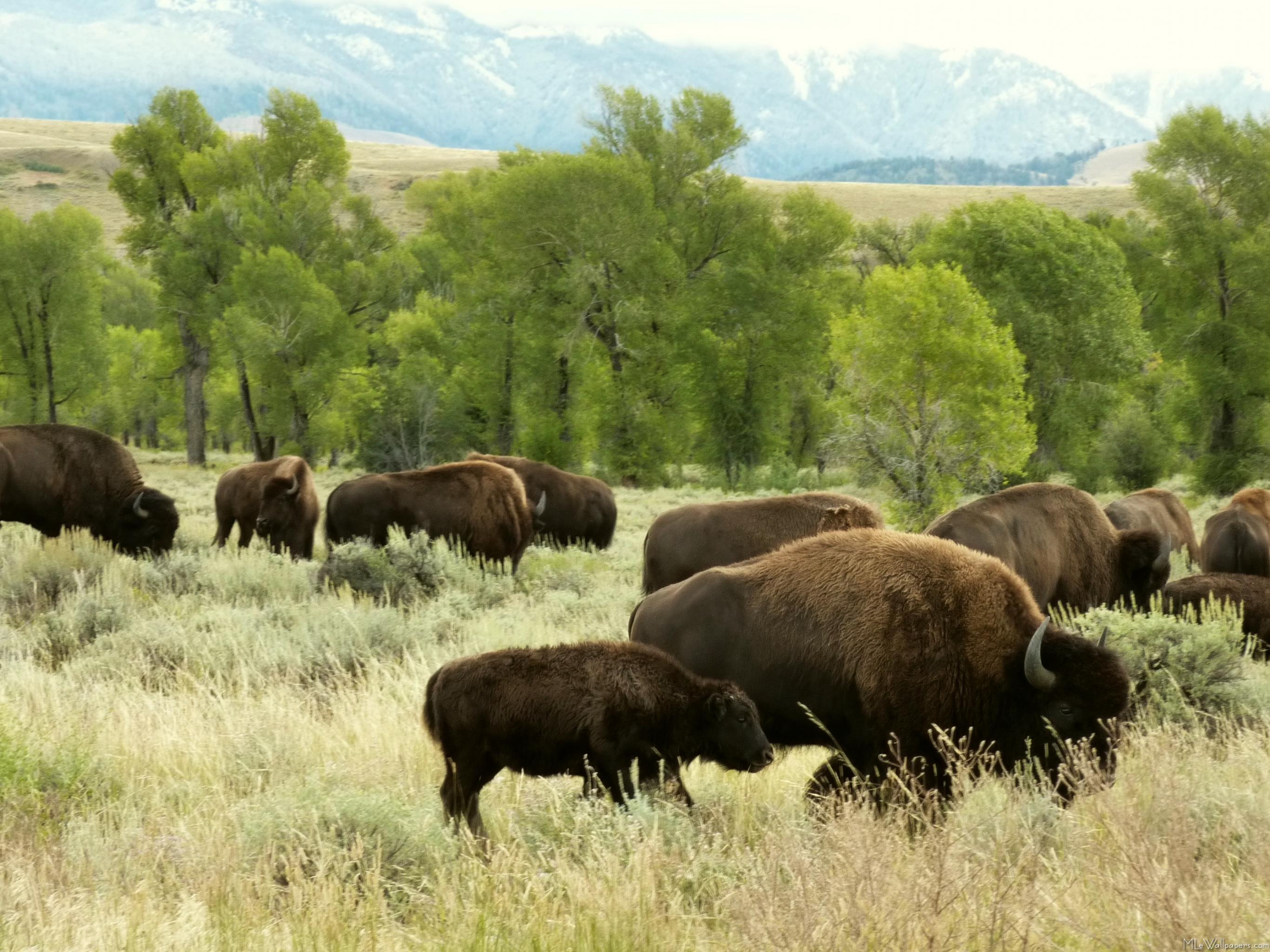 American Bison Wallpapers - Top Free American Bison Backgrounds ...