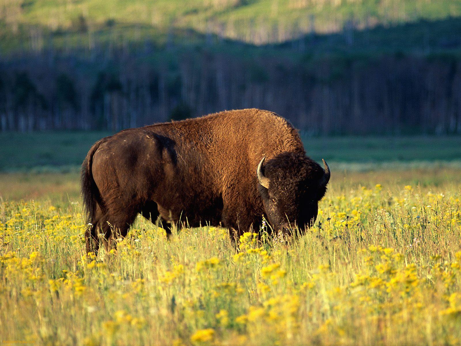 1600x1200 Bison Wallpaper