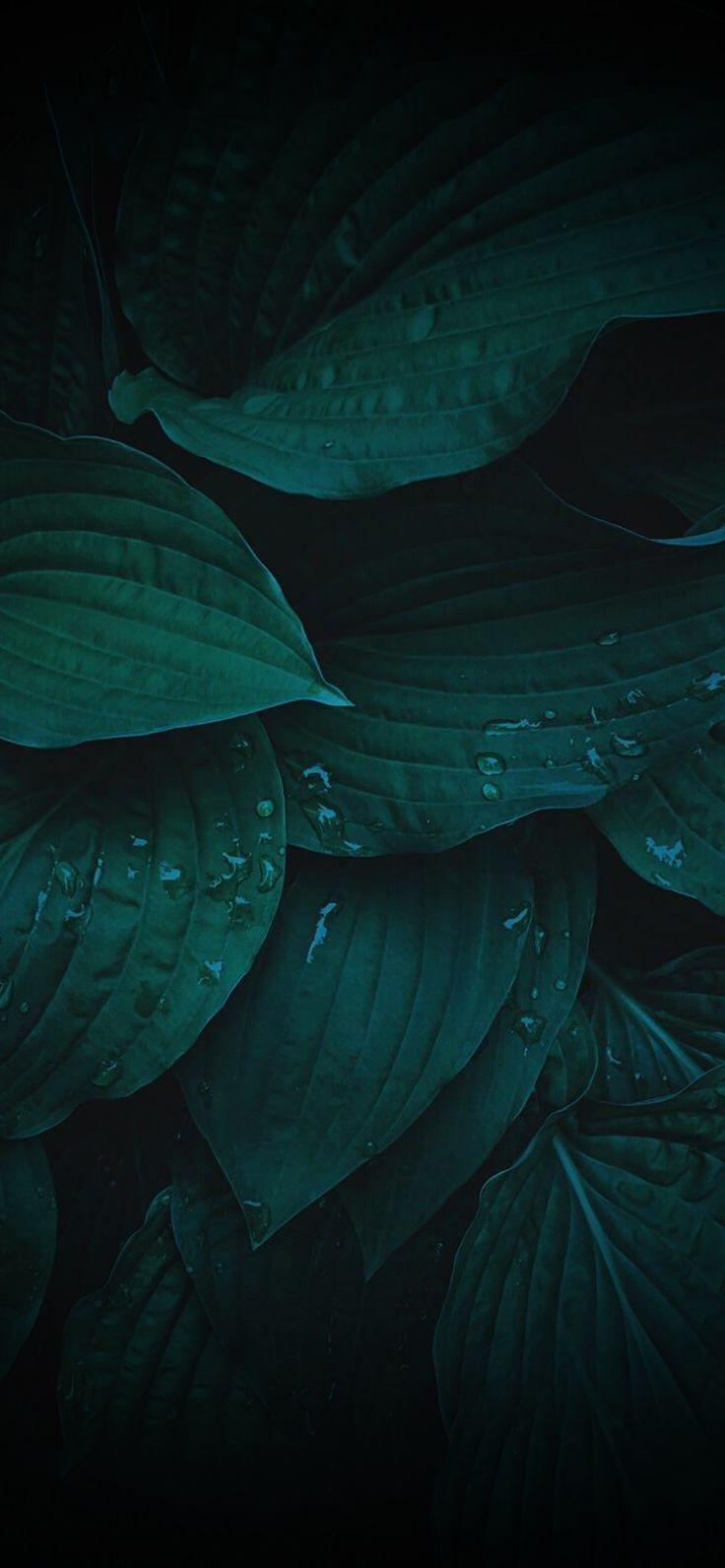 736x1592 iPhone Aesthetic Green Wallpaper HD