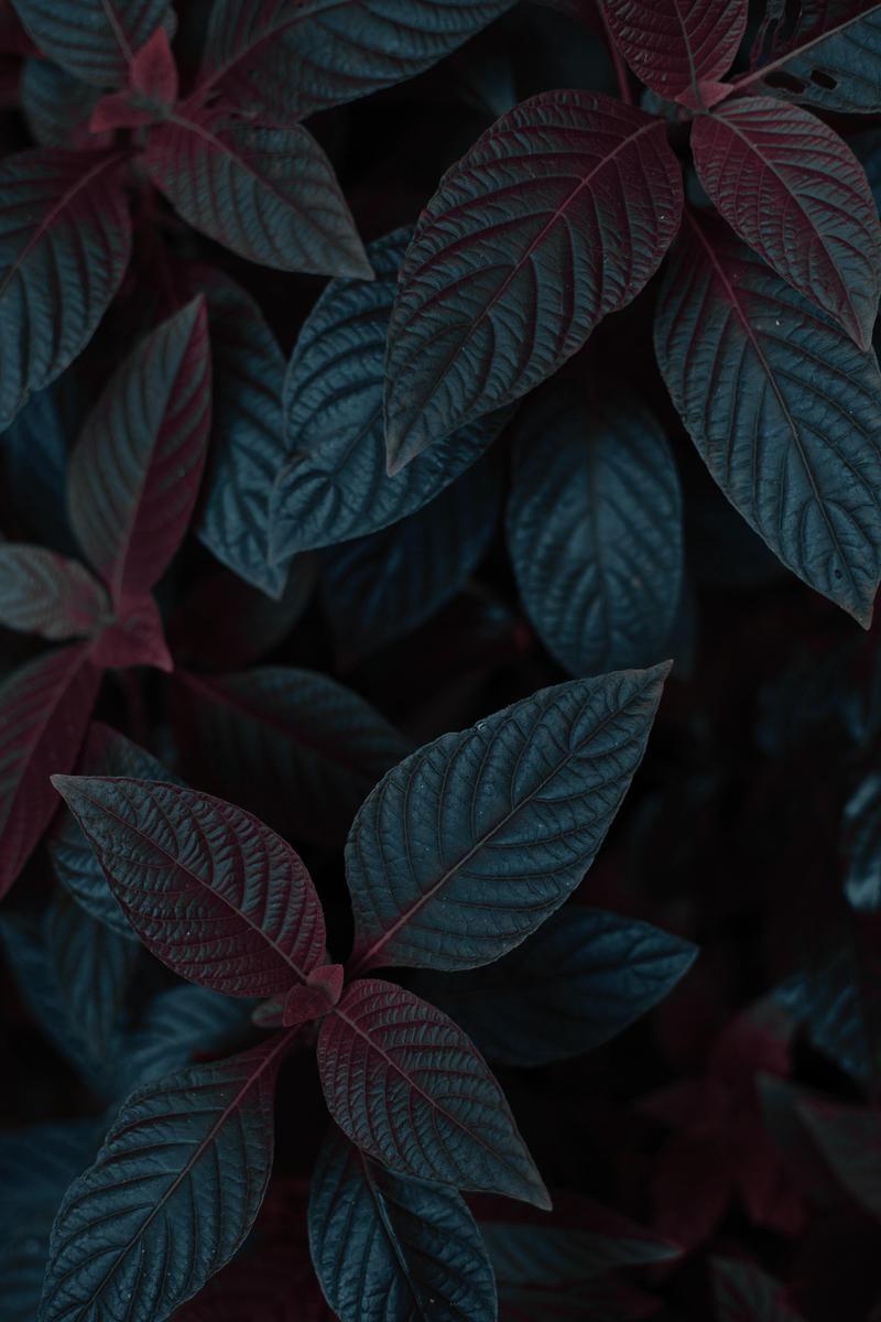 800x1200 Wallpaper Day. leaves, dark, plant, stem for HD, 4K Wallpaperday for Desktop, Mo. Flowers photography beautiful, Abstract wallpaper background, Leaf photography