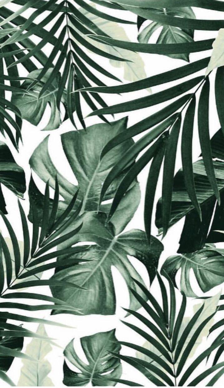 718x1242 Aesthetic Leaf Wallpaper Computer