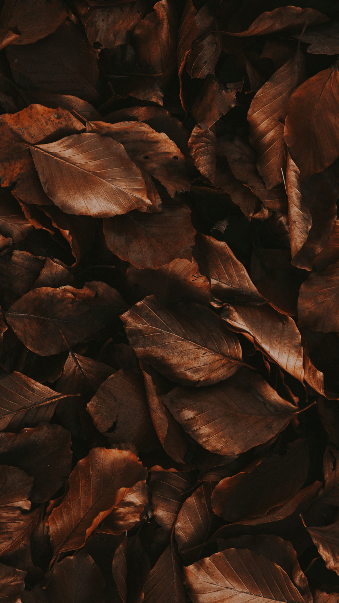 Dark Brown Leaves Wallpapers - Top Free Dark Brown Leaves Backgrounds ...