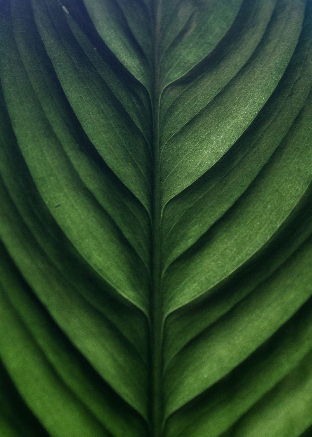 1000x1400 Leaf Background Image: Download HD Background