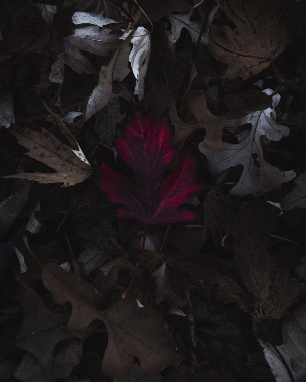 1000x1250 Dark Leaf Picture. Download Free Image