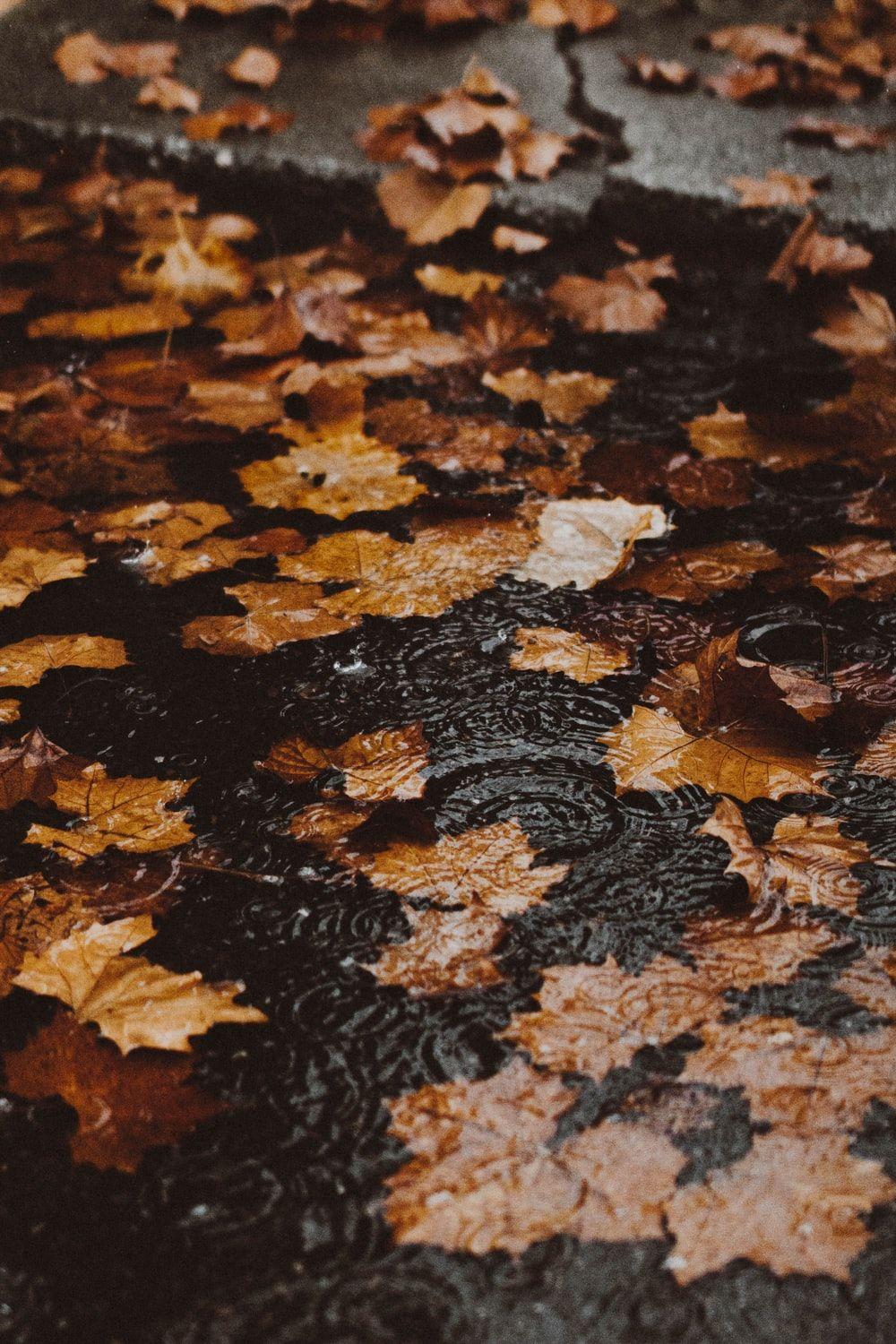 1000x1500 water ripple with maple leaves photo
