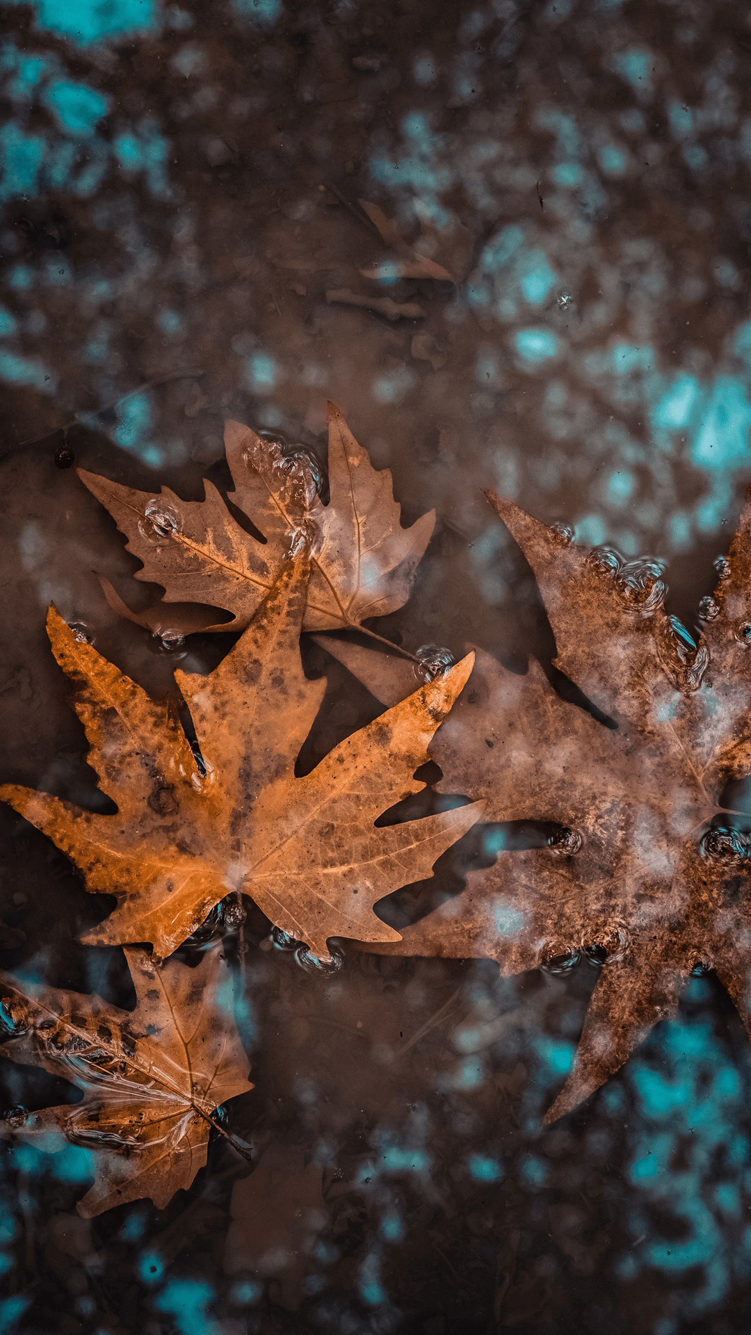 1080x1920 Fall Wallpaper Background For iPhone: Stunning Free HD Autumn Image. Glory of the Snow