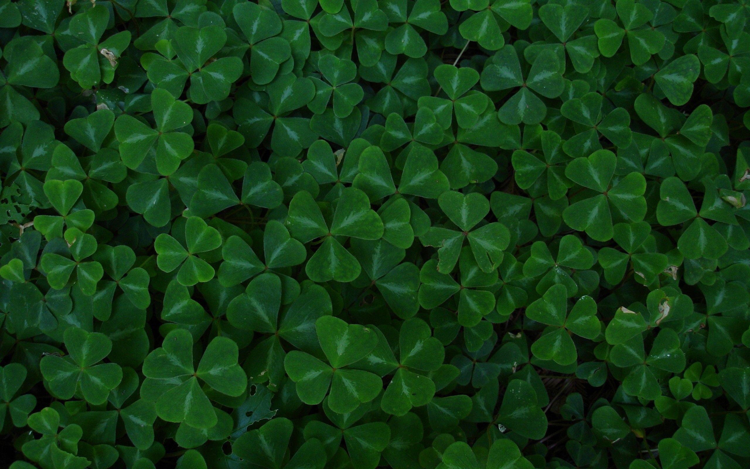 2560x1600 Aesthetic Dark Green Leaves Wallpaper