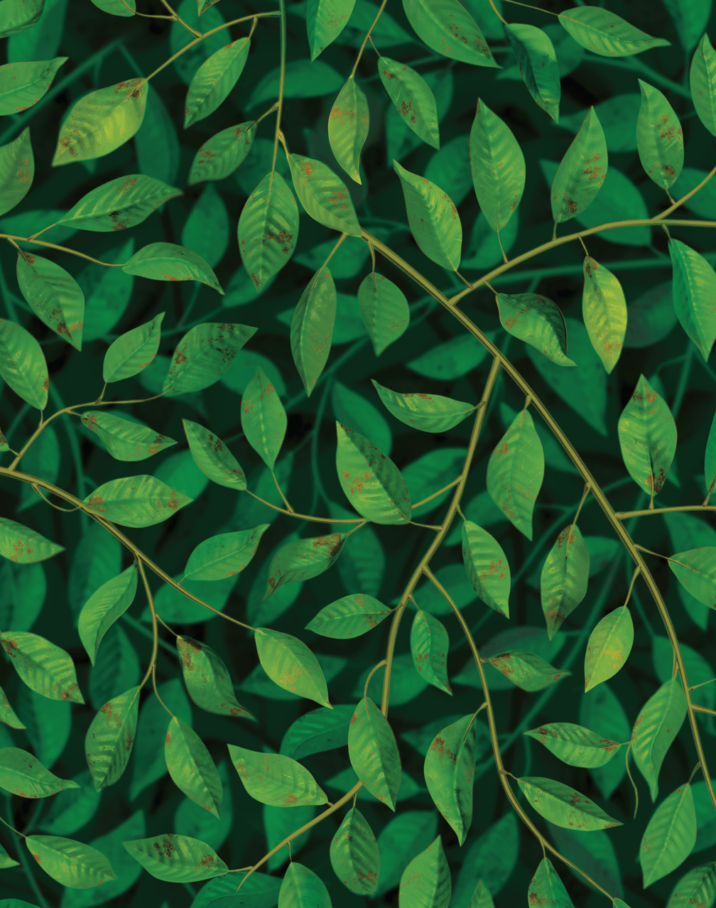 1008x1278 Dark Leaves Aesthetic Wallpaper .