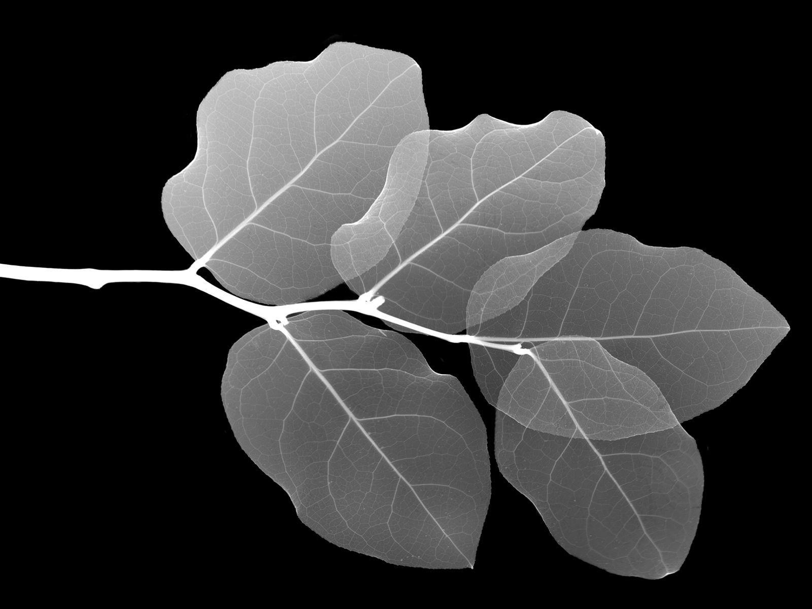 Black and White Leaf Wallpapers - Top Free Black and White Leaf