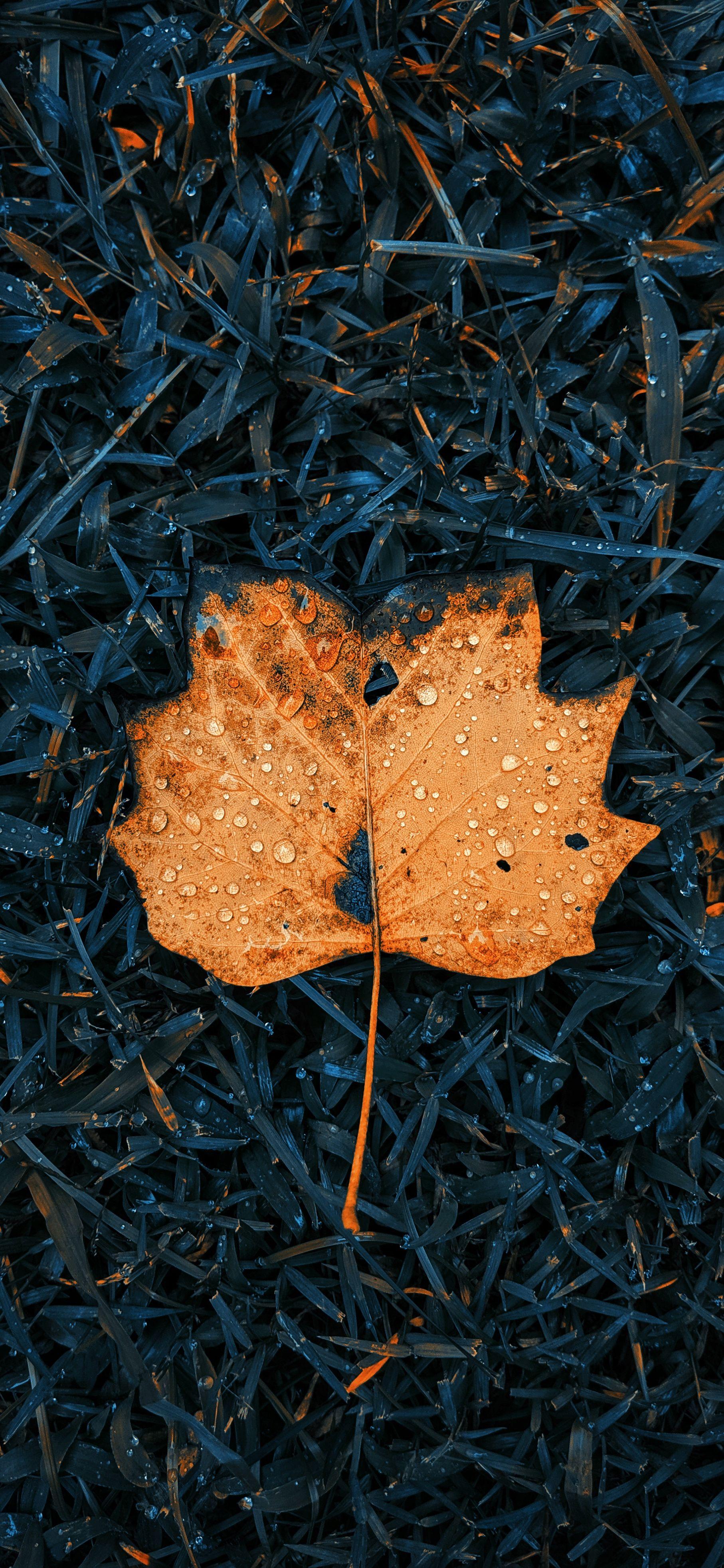 1814x3931 Fall colored autumn leaves wallpaper for iPhone