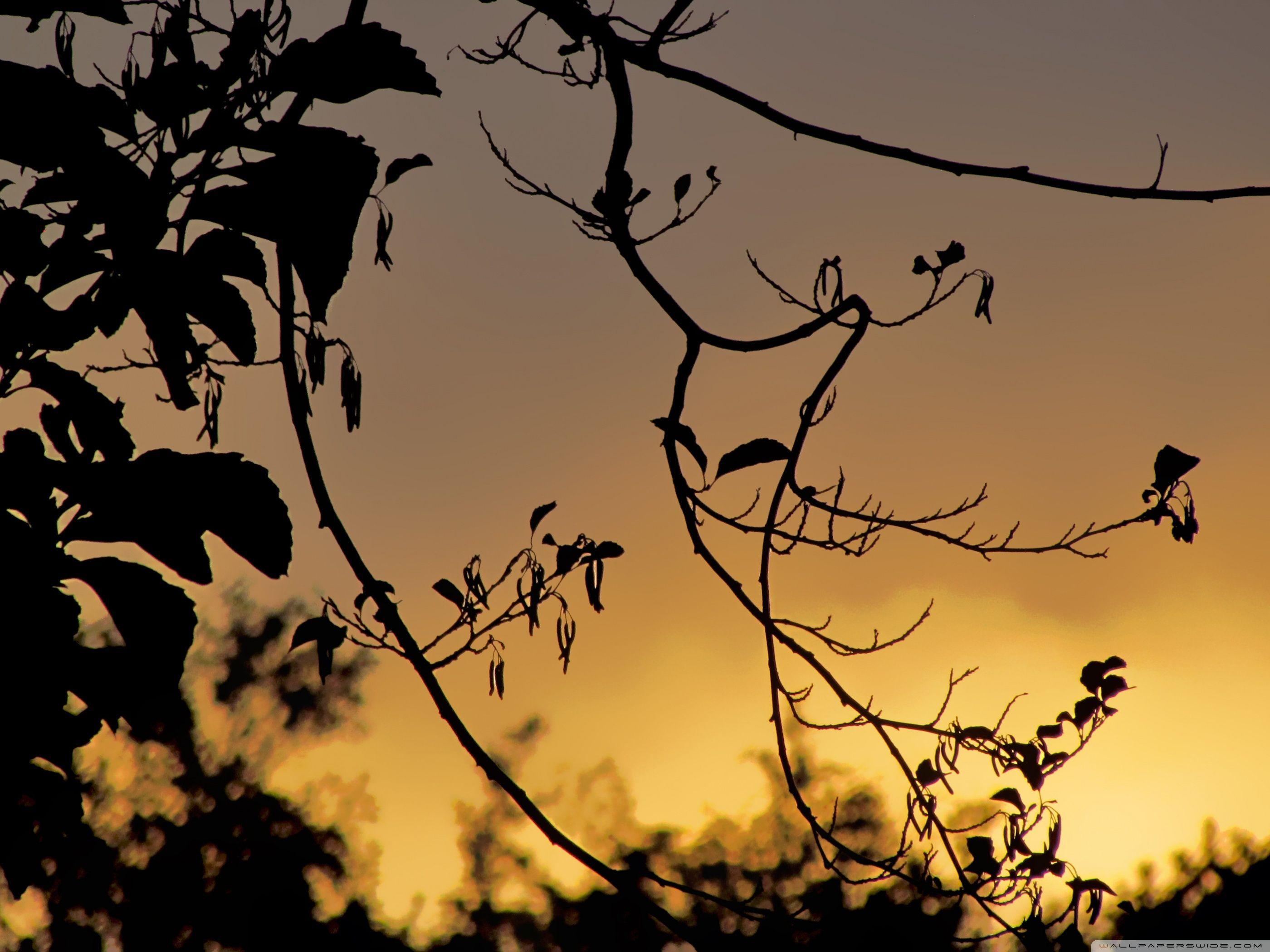 2800x2100 Free download Dark Tree Leaves Silhouette Branches Wallpaper And Image Picture [2800x2100] for your Desktop, Mobile & Tablet. Explore Wallpaper Trees Silhouette Branches. Wallpaper Trees Silhouette Branches, Wallpaper with