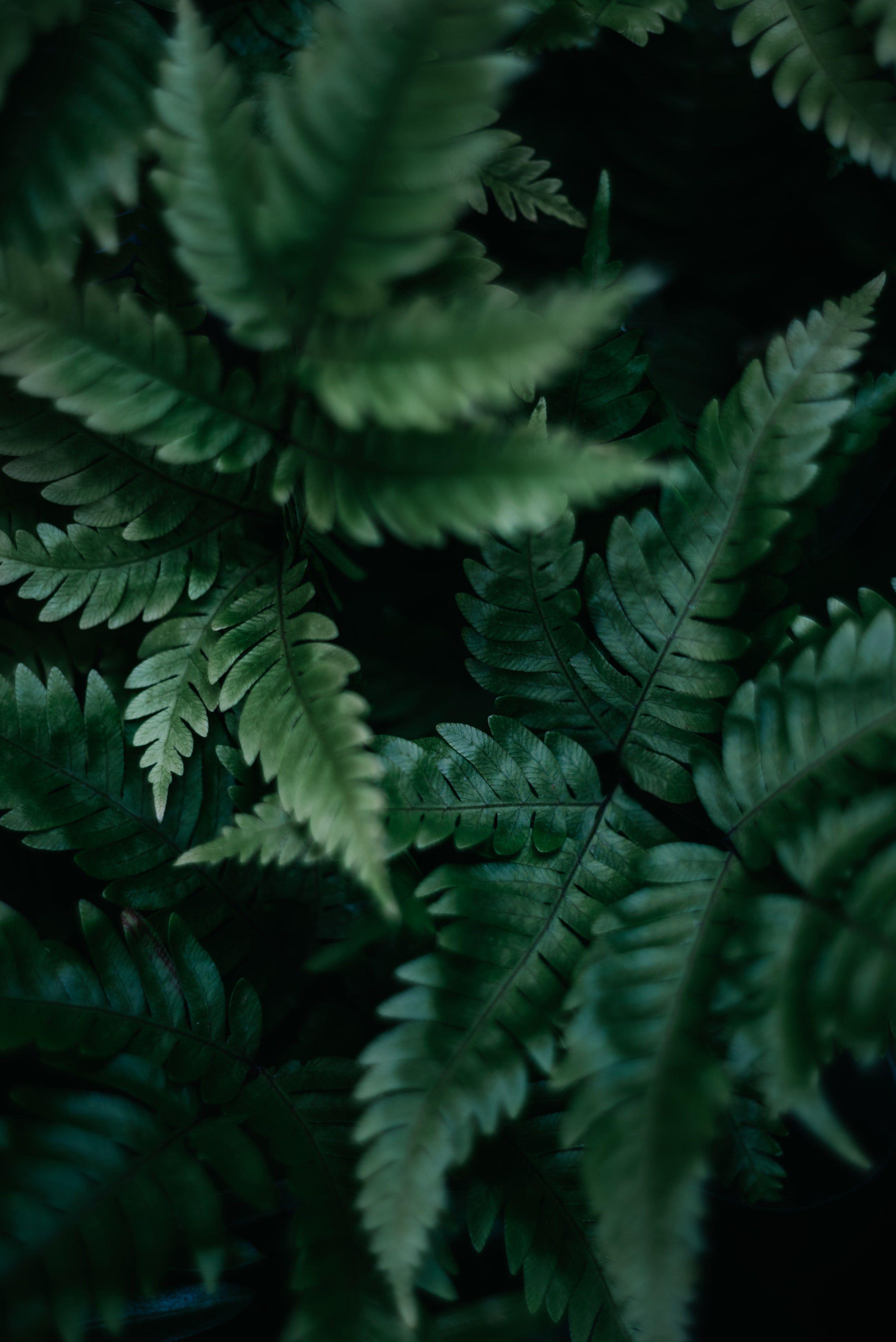 2592x3883 Ground Cover. best free green, plant, leafe, and leaf photo. Dark green aesthetic, Green aesthetic, Nature inspiration