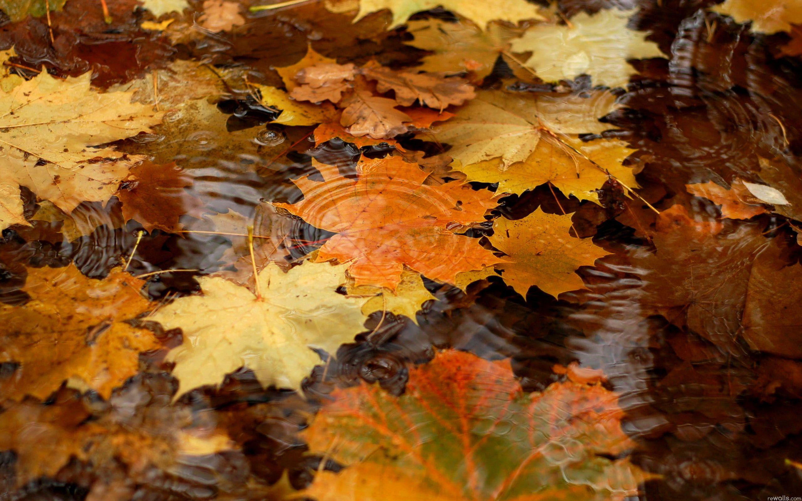 2560x1600 Free download Fall Leaves On The Water Wallpaper HD 7181 Wallpaper [2560x1600] for your Desktop, Mobile & Tablet. Explore Fall Leaves Wallpaper. Leaves Wallpaper, Fall Leaves Wallpaper for