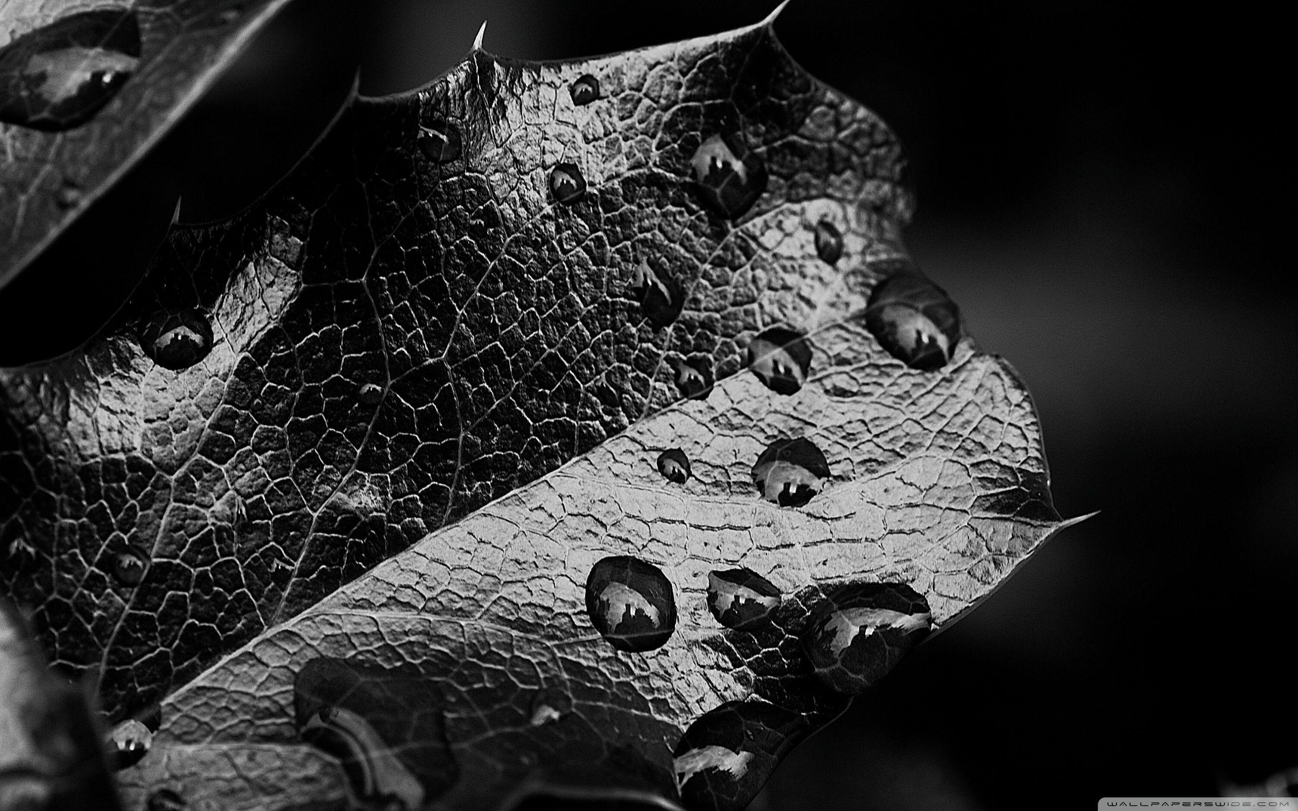 Black and White Leaf Wallpapers - Top Free Black and White Leaf