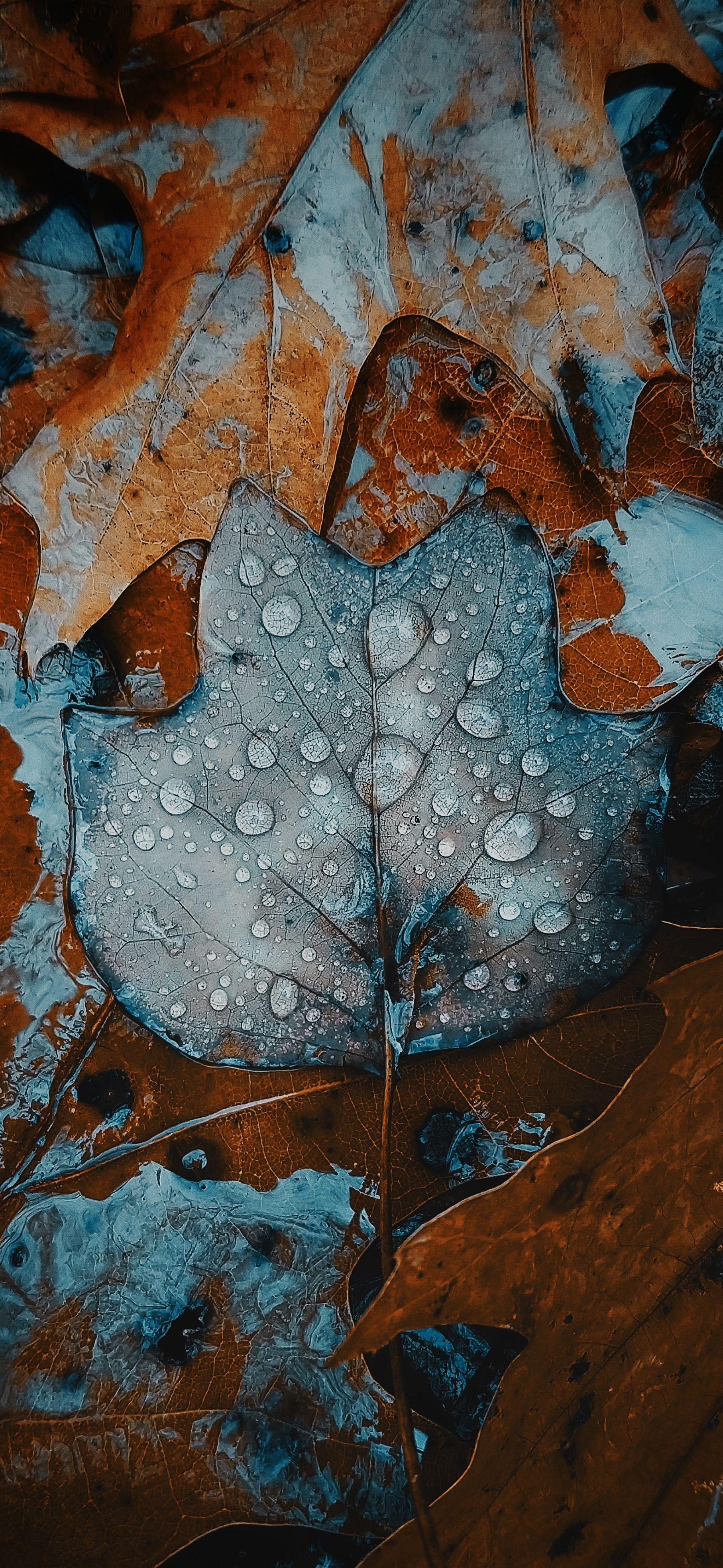 1814x3931 Fall colored autumn leaves wallpaper for iPhone