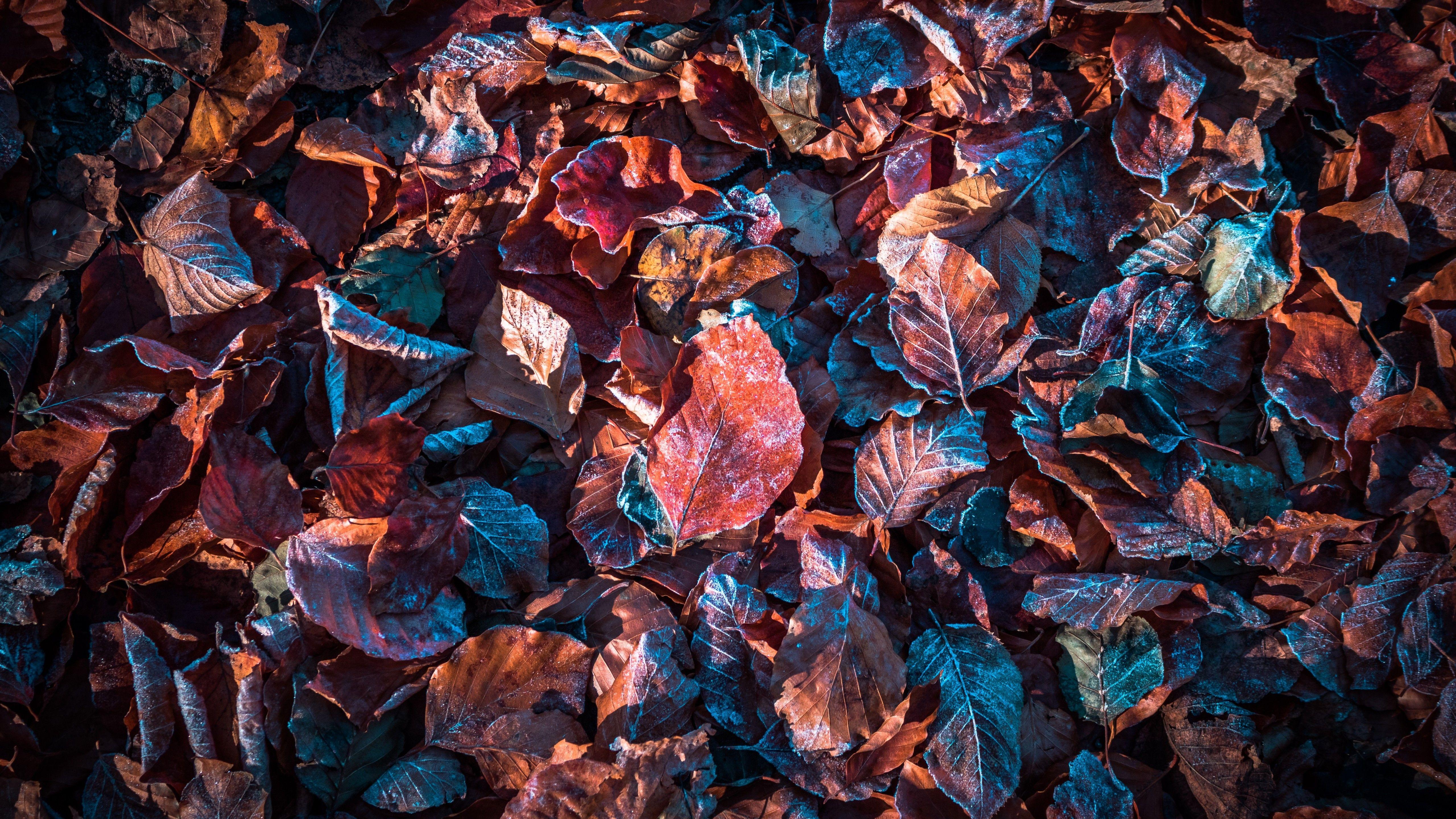 5120x2880 Autumn leaves 4K Wallpaper, Purple, Snow, Frost, Winter, Daytime, Fallen leaves, Foliage, 5K, Nature