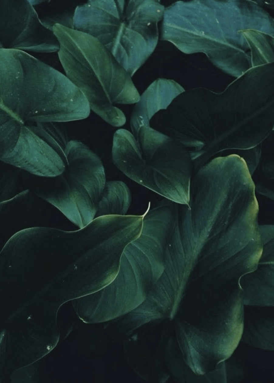 902x1262 Facebook Groups Every Female Entrepreneur Needs to Join, Stat. Dark green aesthetic, Green aesthetic, Plants