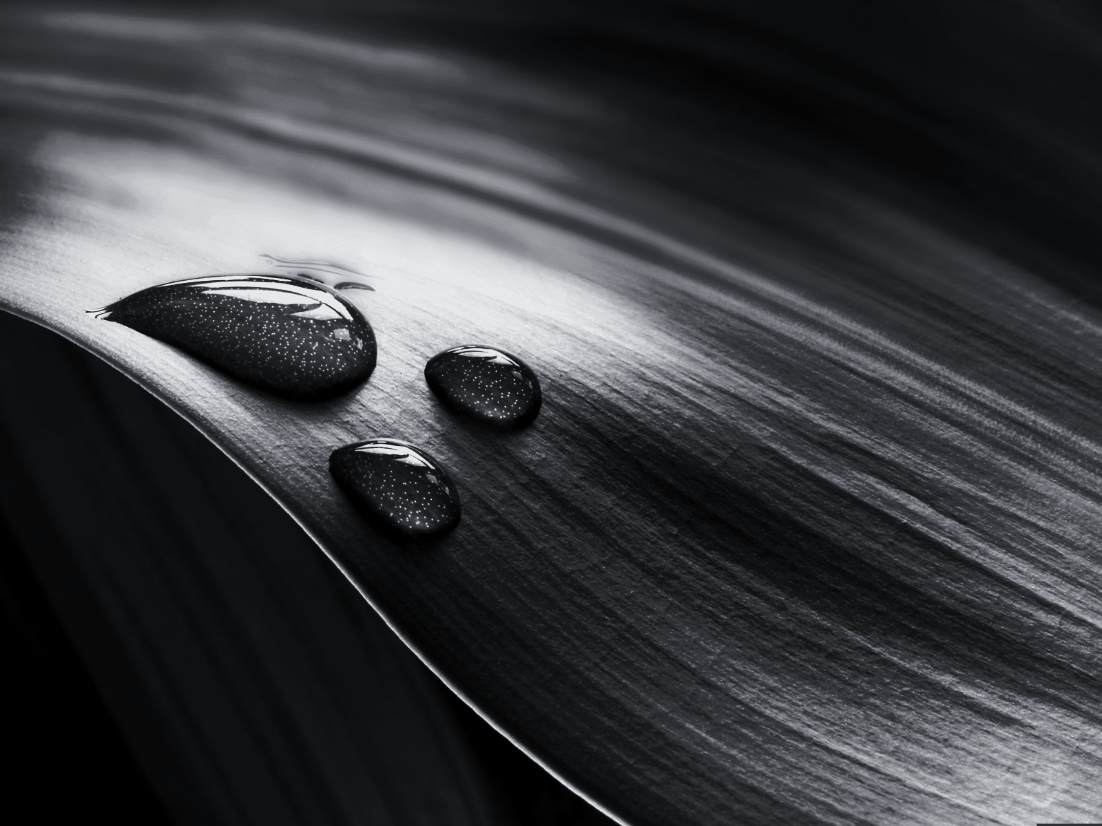 Black and White Leaf Wallpapers - Top Free Black and White Leaf