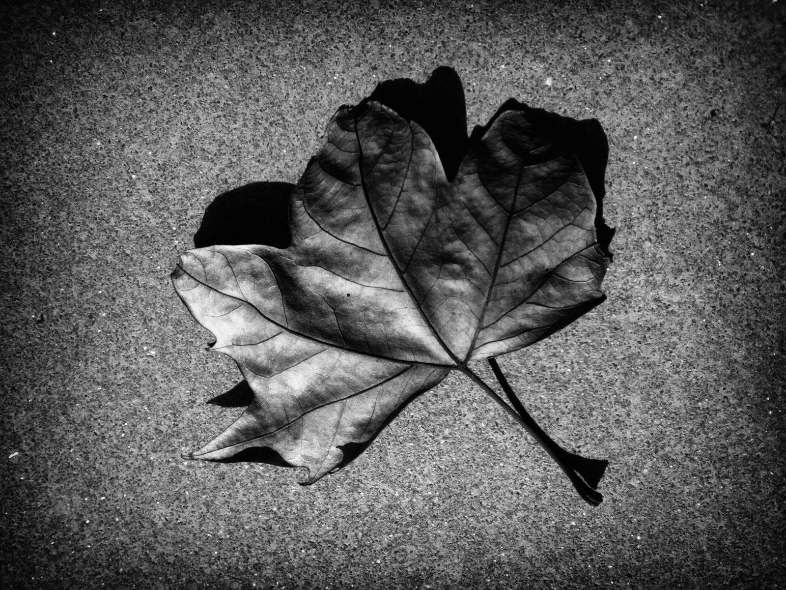 1600x1200 Autumn Leaf Black and White, High Definition, High Quality, Widescreen