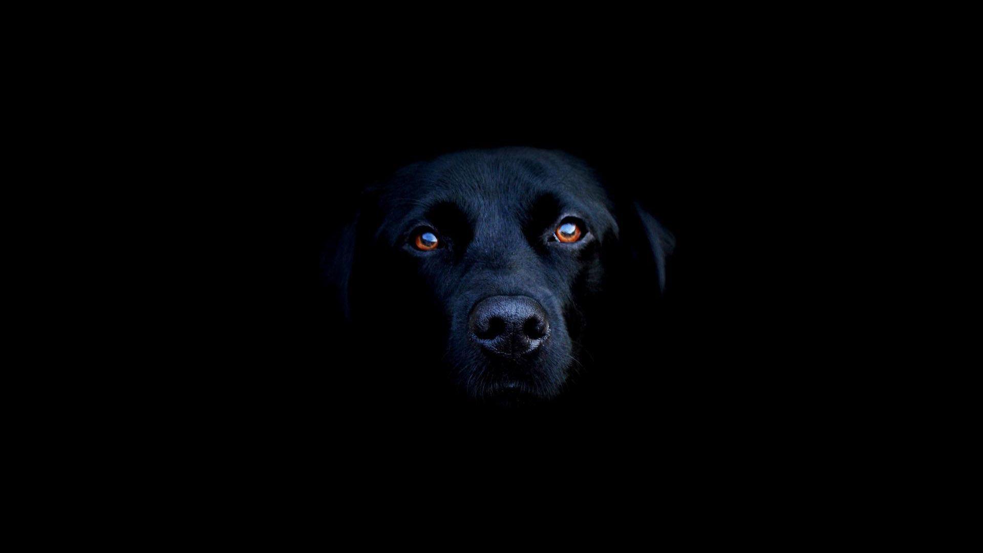 1920X1080 HD Black Labrador Wallpapers Top Free 1920X1080 HD Black