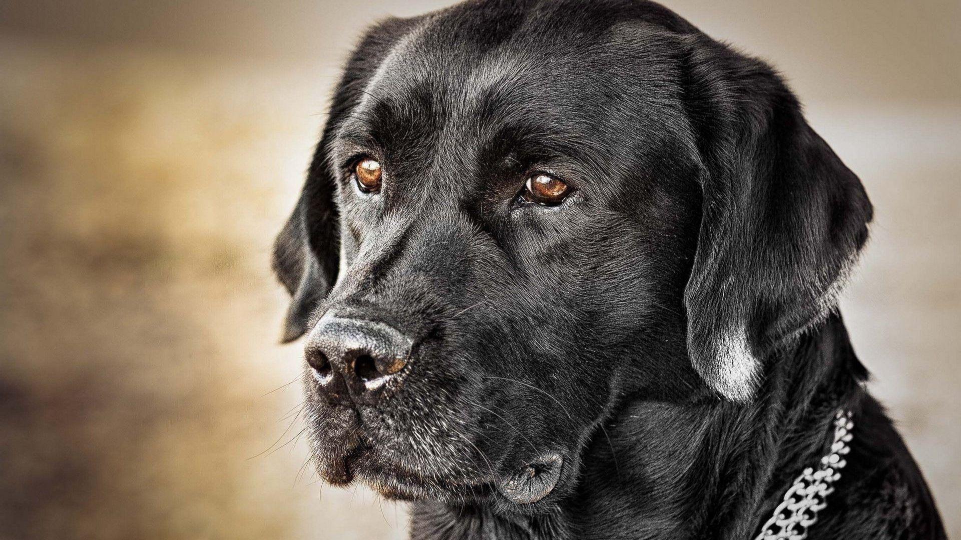 1920X1080 HD Black Labrador Wallpapers Top Free 1920X1080 HD Black