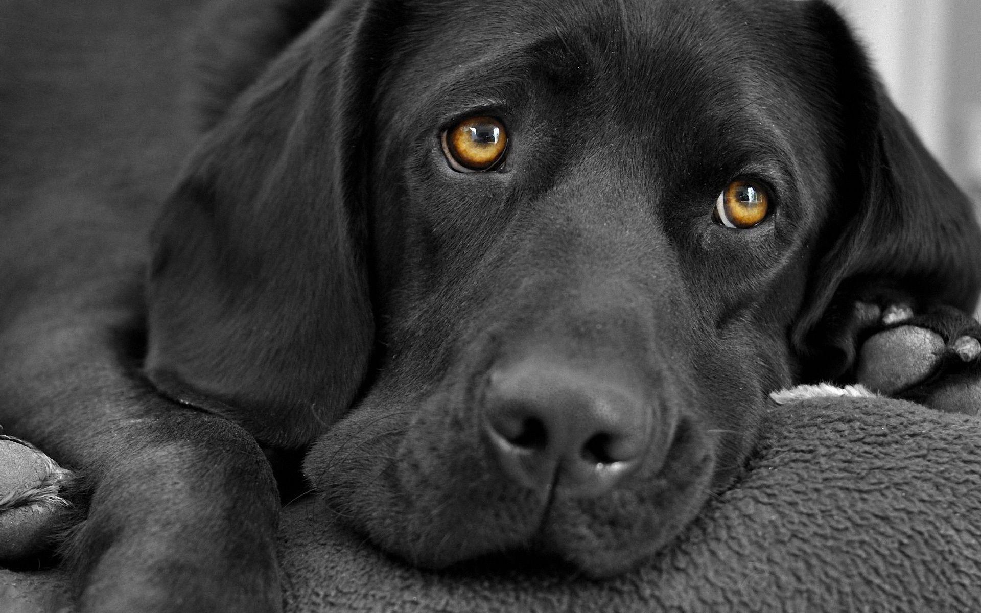 1920x1200 Black labrador dog