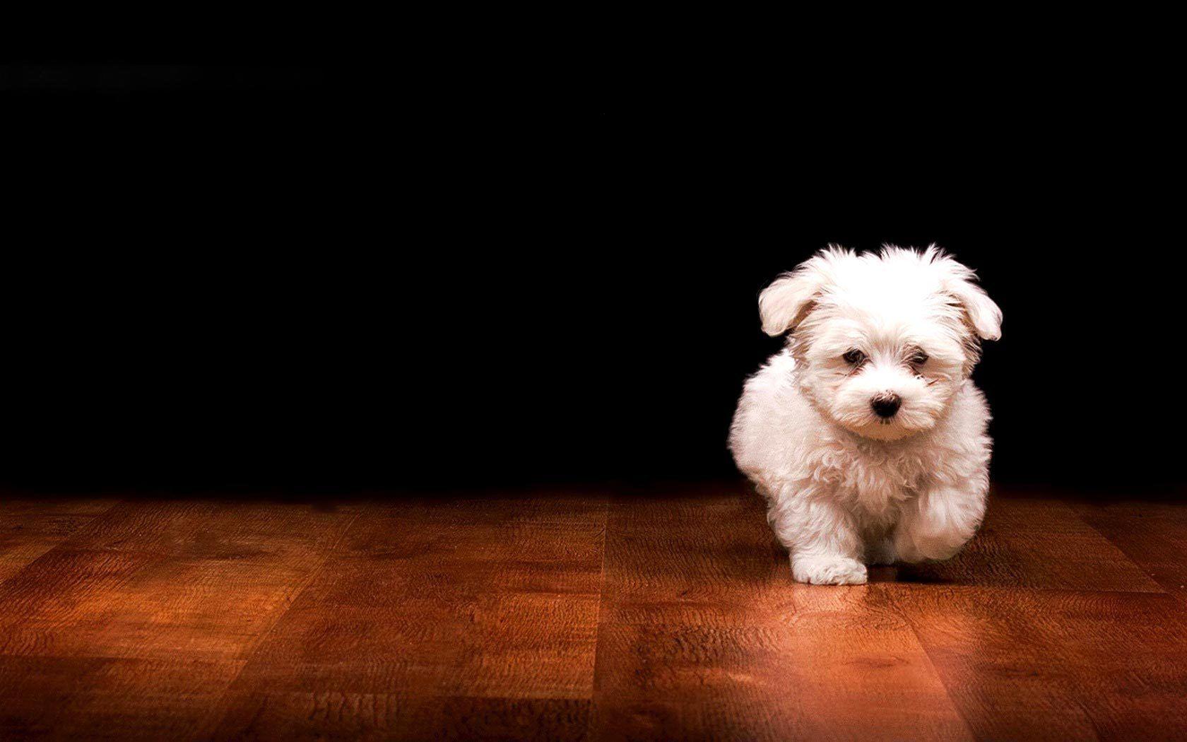 1680x1050 Puppy wallpaperx1050