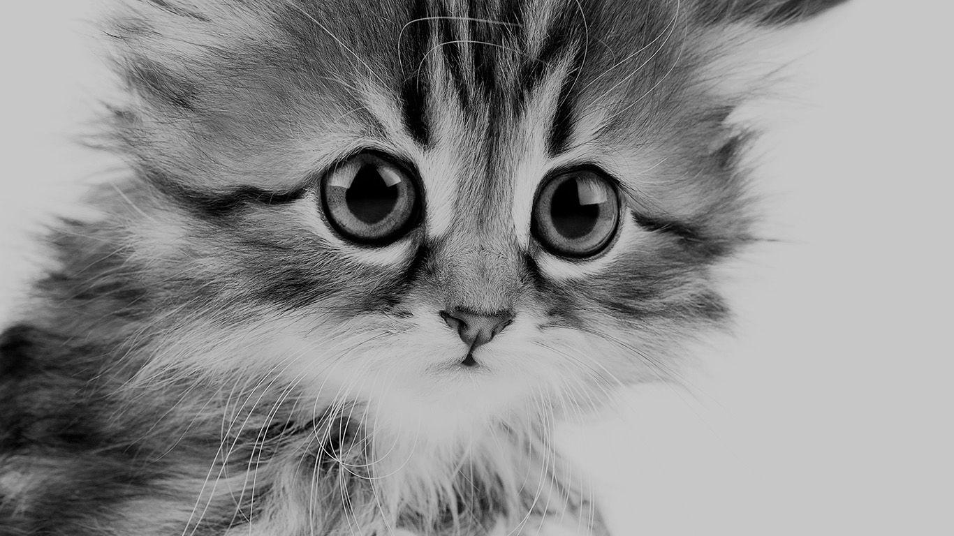 1366x768 wallpaper for desktop, laptop. sad kitten cat animal nature cute bw dark