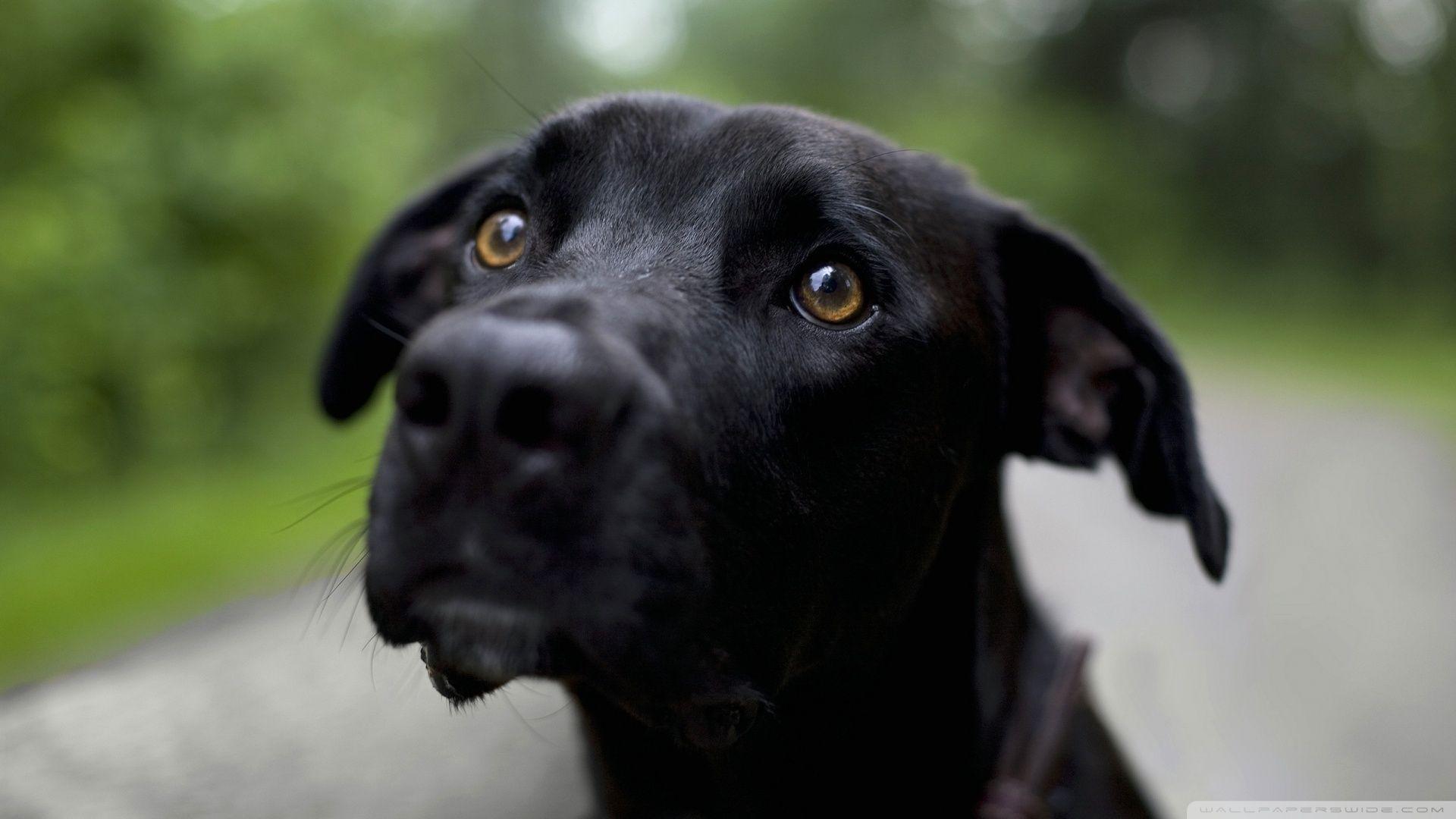 1920x1080 Black Labrador Retriever Ultra HD Desktop Background Wallpaper for 4K UHD TV : Tablet