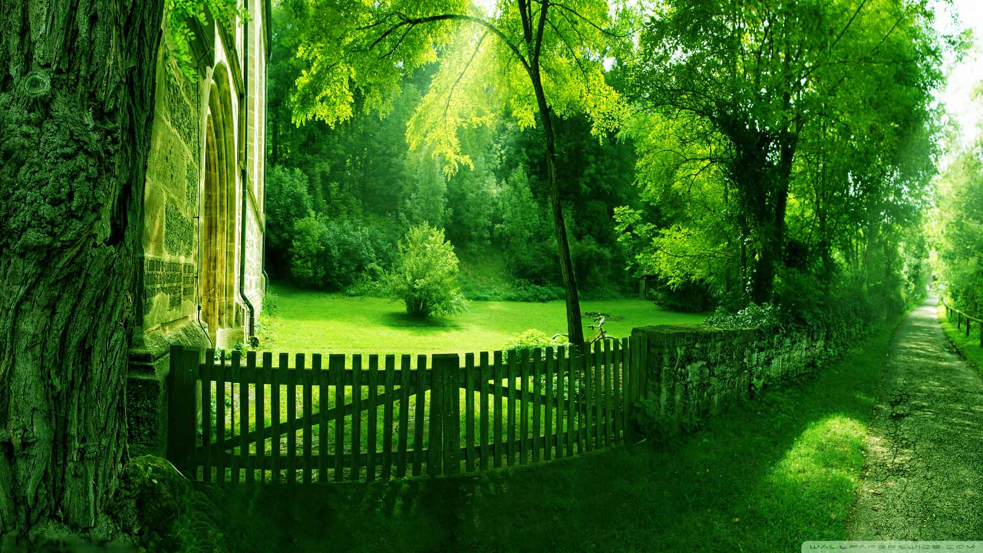 1920x1080 Green Nature Wallpaper HD