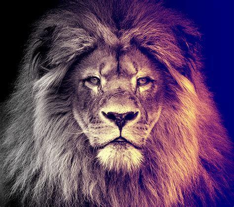 474x421 Adult Lion Wallpaper HD .